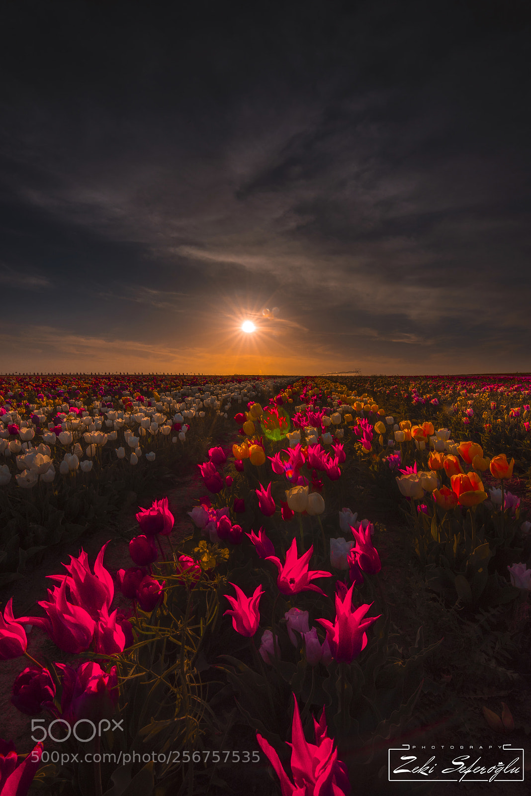 Nikon D810 sample photo. Laleler photography