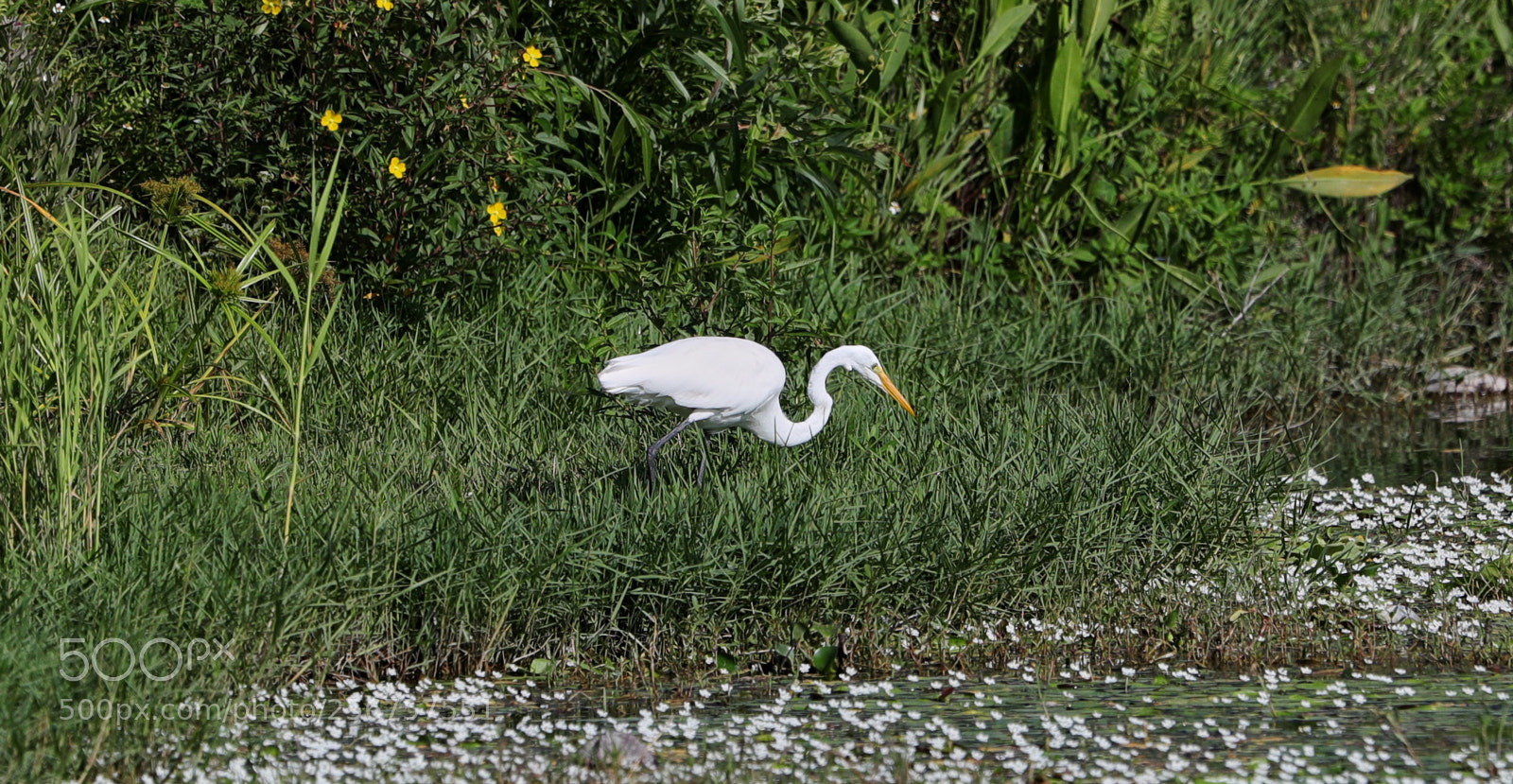 Canon EOS-1D X Mark II sample photo. 05-06-18-0016254 2.jpg photography