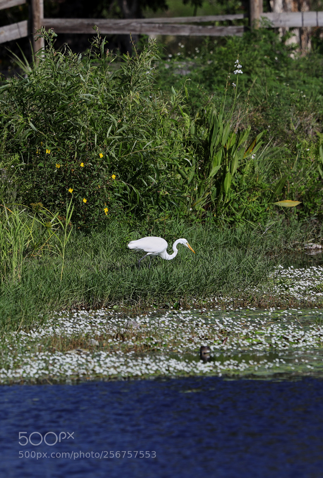 Canon EOS-1D X Mark II sample photo. 05-06-18-0016254 1.jpg photography