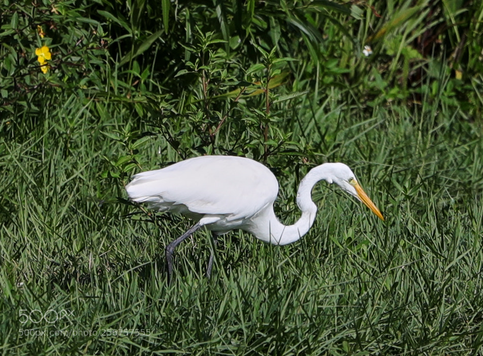 Canon EOS-1D X Mark II sample photo. 05-06-18-0016254.jpg photography