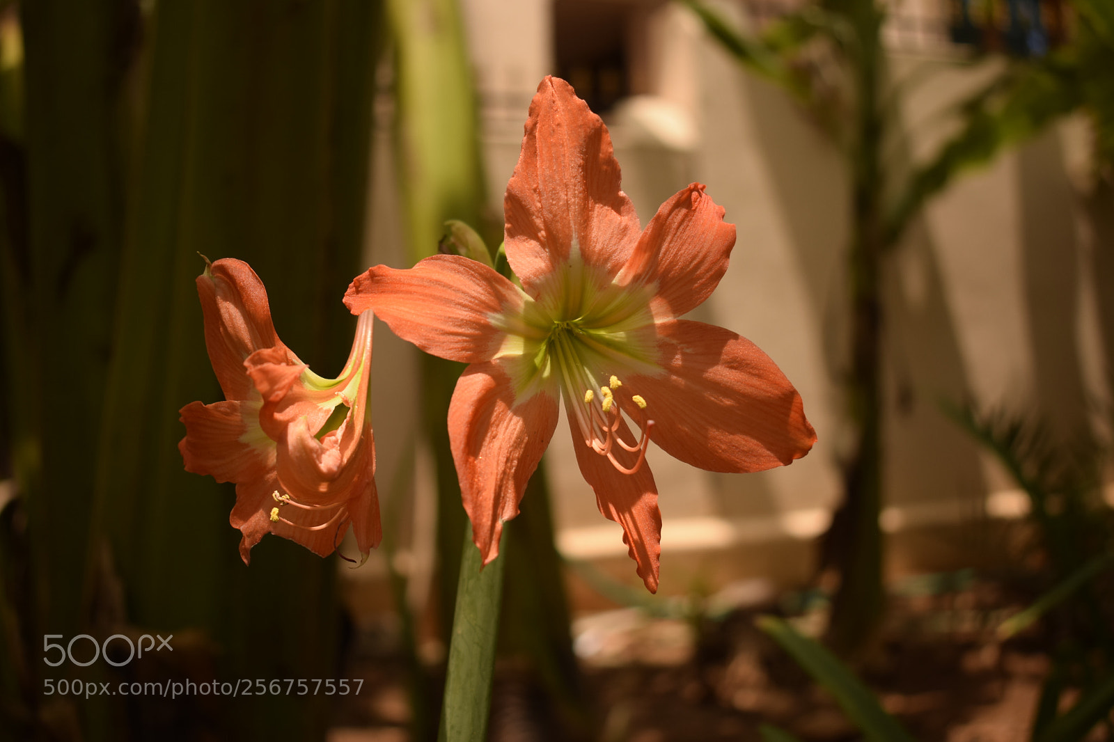 Nikon D3300 sample photo. May flower in focus photography