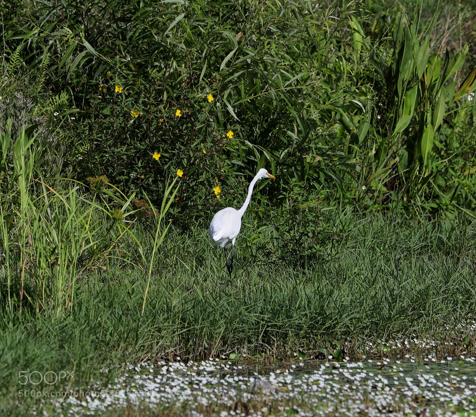 Canon EOS-1D X Mark II sample photo. 05-06-18-0016253 1.jpg photography