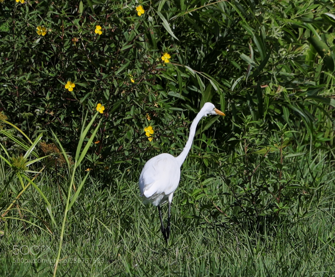 Canon EOS-1D X Mark II sample photo. 05-06-18-0016253.jpg photography