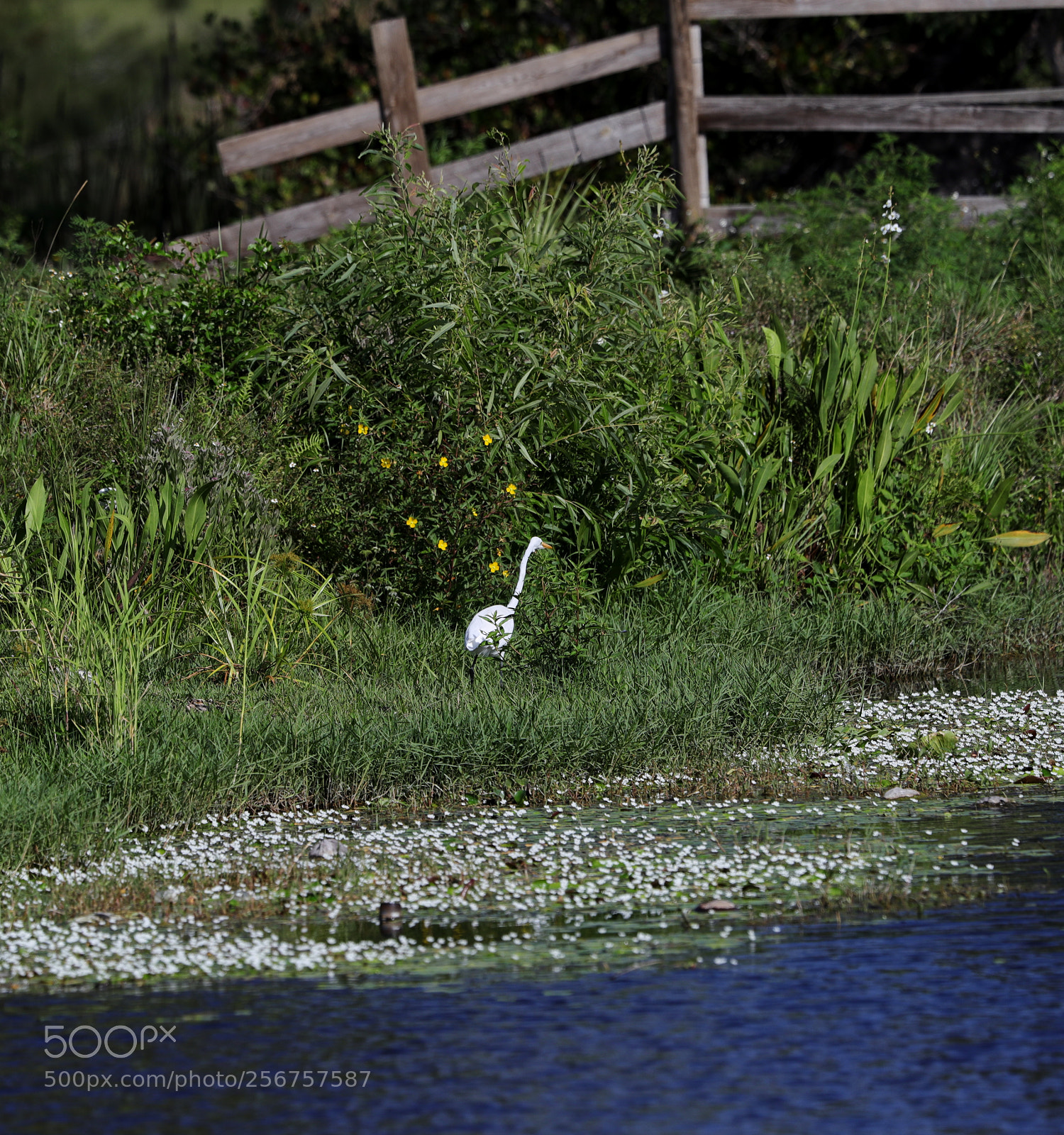 Canon EOS-1D X Mark II sample photo. 05-06-18-0016252 1.jpg photography