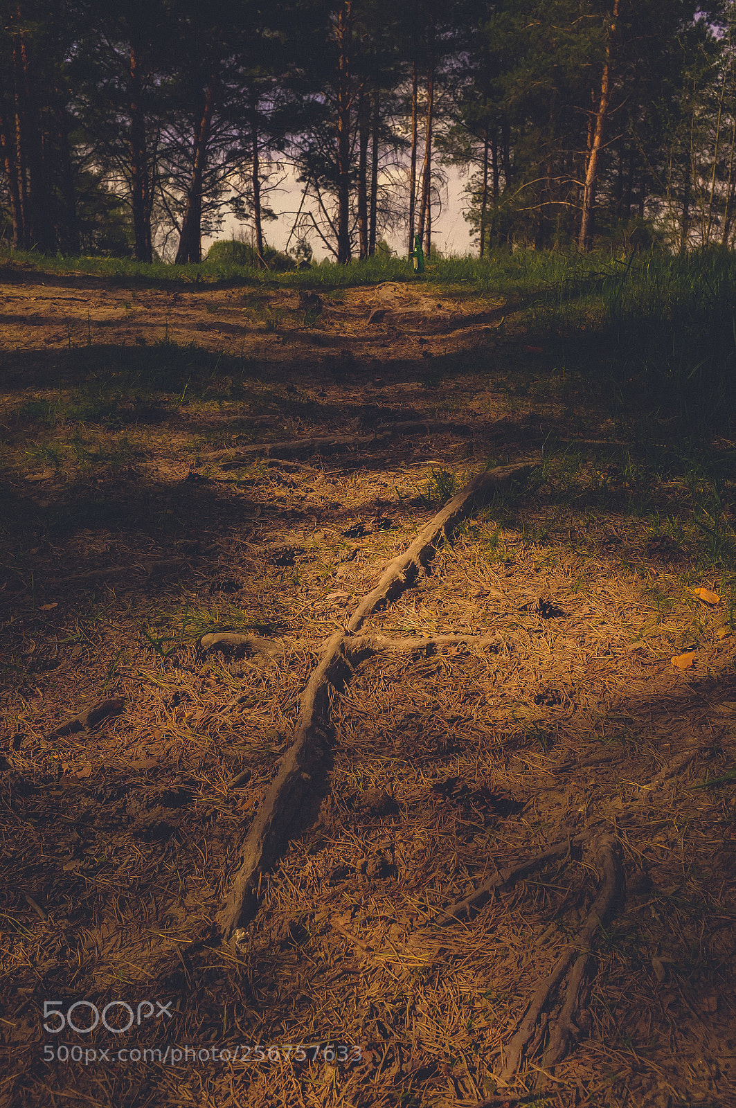 Fujifilm FinePix X100 sample photo. Pine landscape photography
