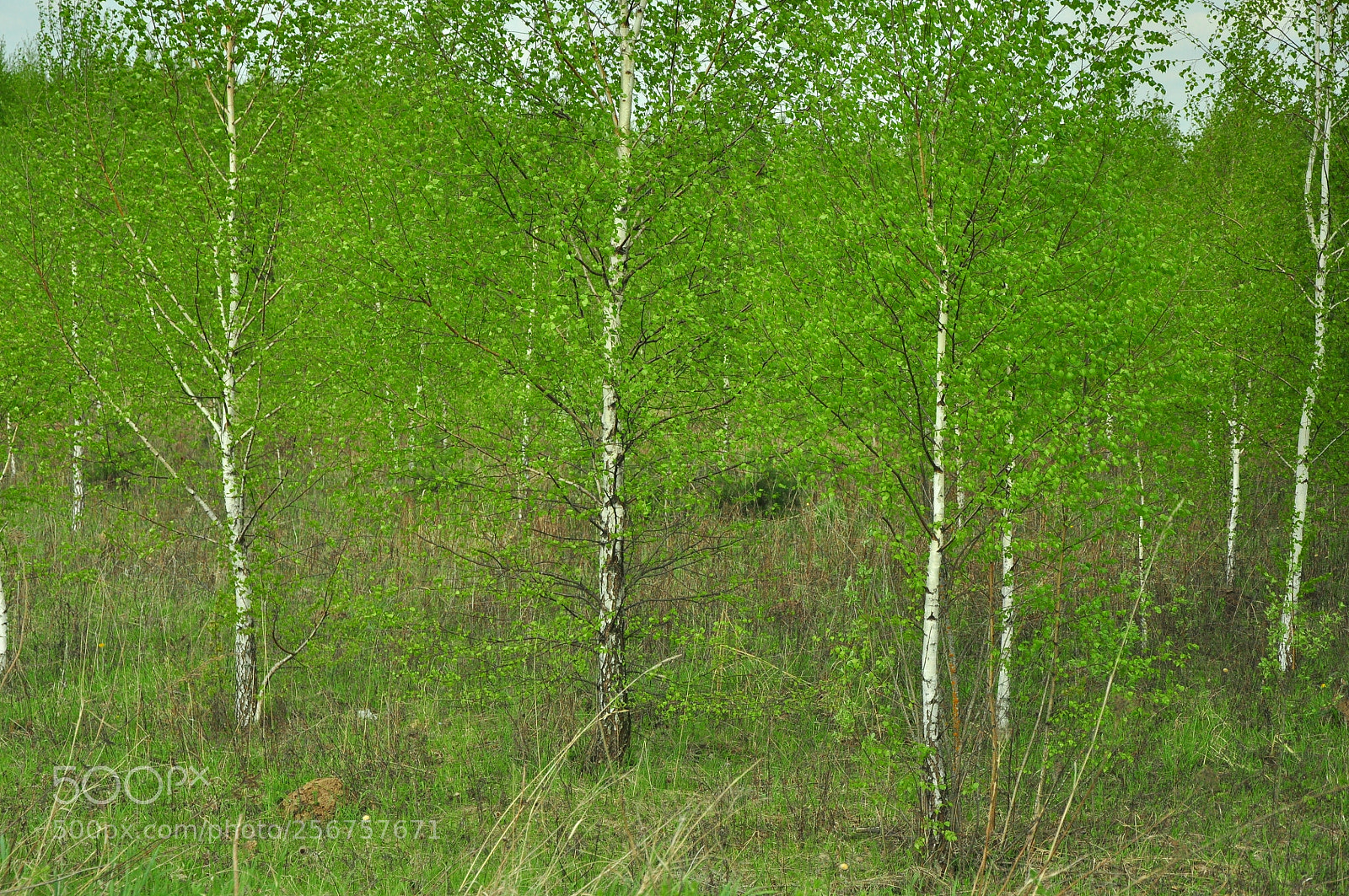 Nikon D90 sample photo. Березки photography