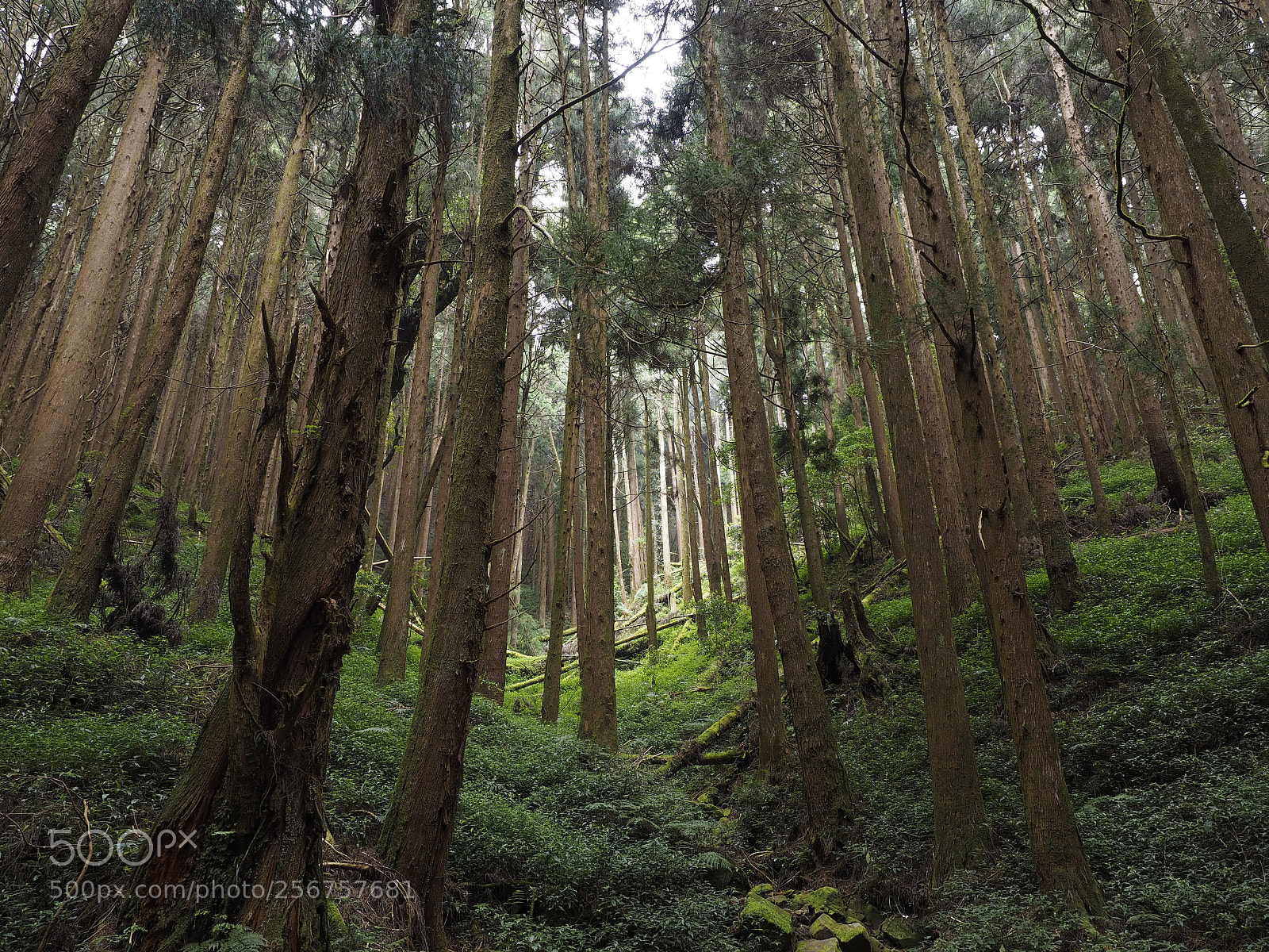 Olympus OM-D E-M1 sample photo. Deep in the woods photography