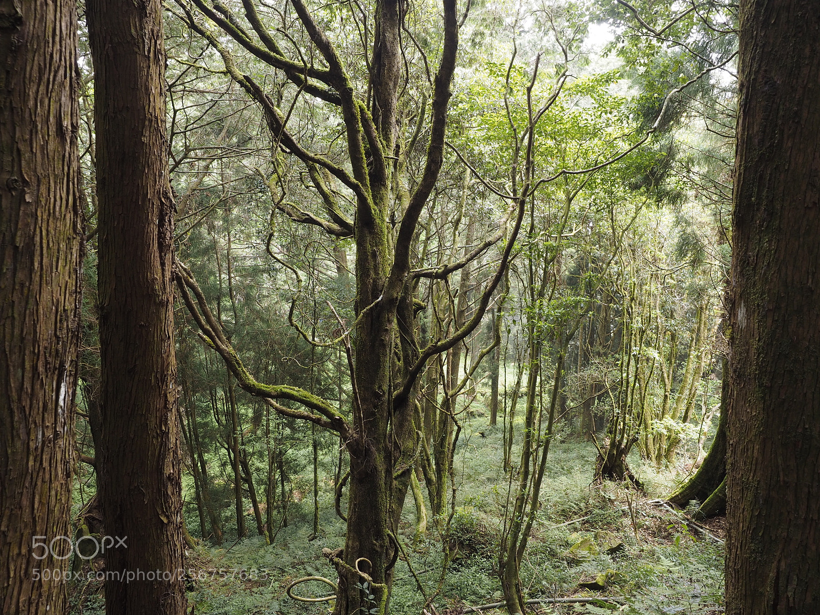 Olympus OM-D E-M1 sample photo. The great beauty photography