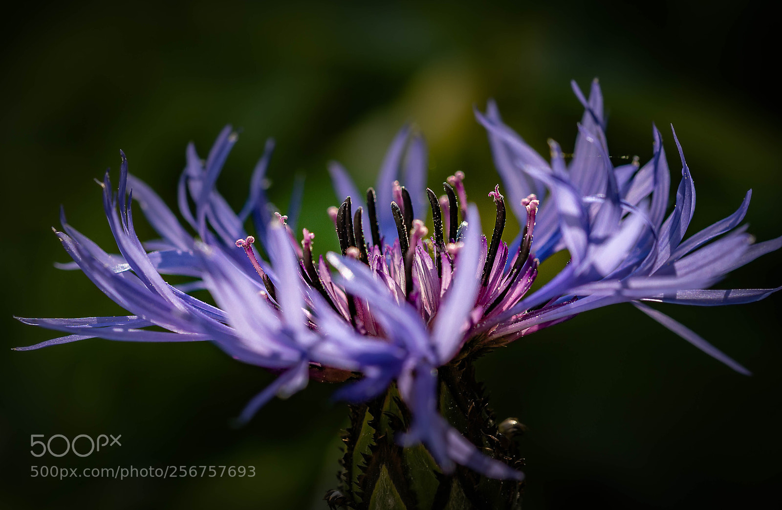 Nikon D7200 sample photo. Kornblume photography