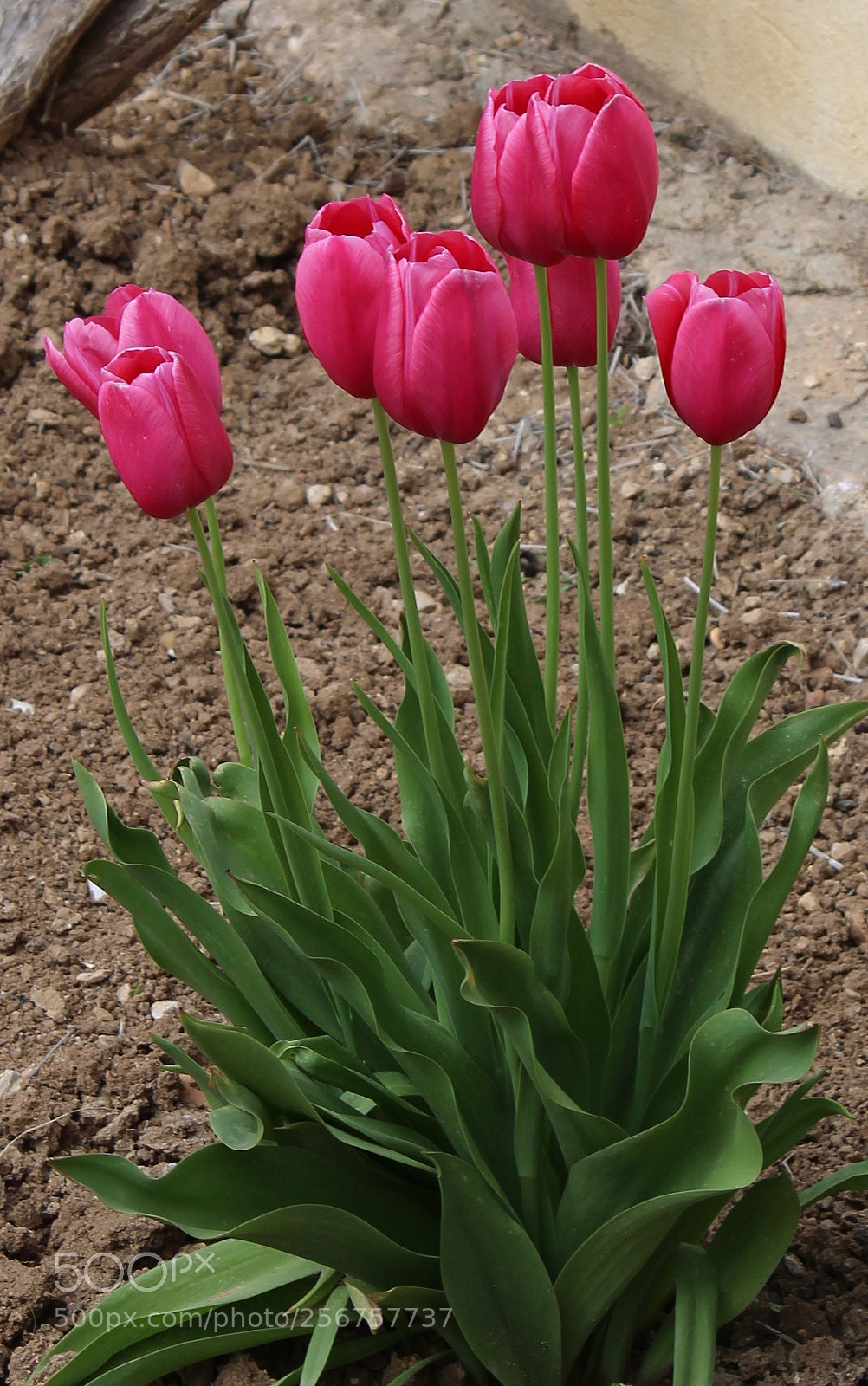 Canon EOS 1300D (EOS Rebel T6 / EOS Kiss X80) sample photo. Tulipanes photography