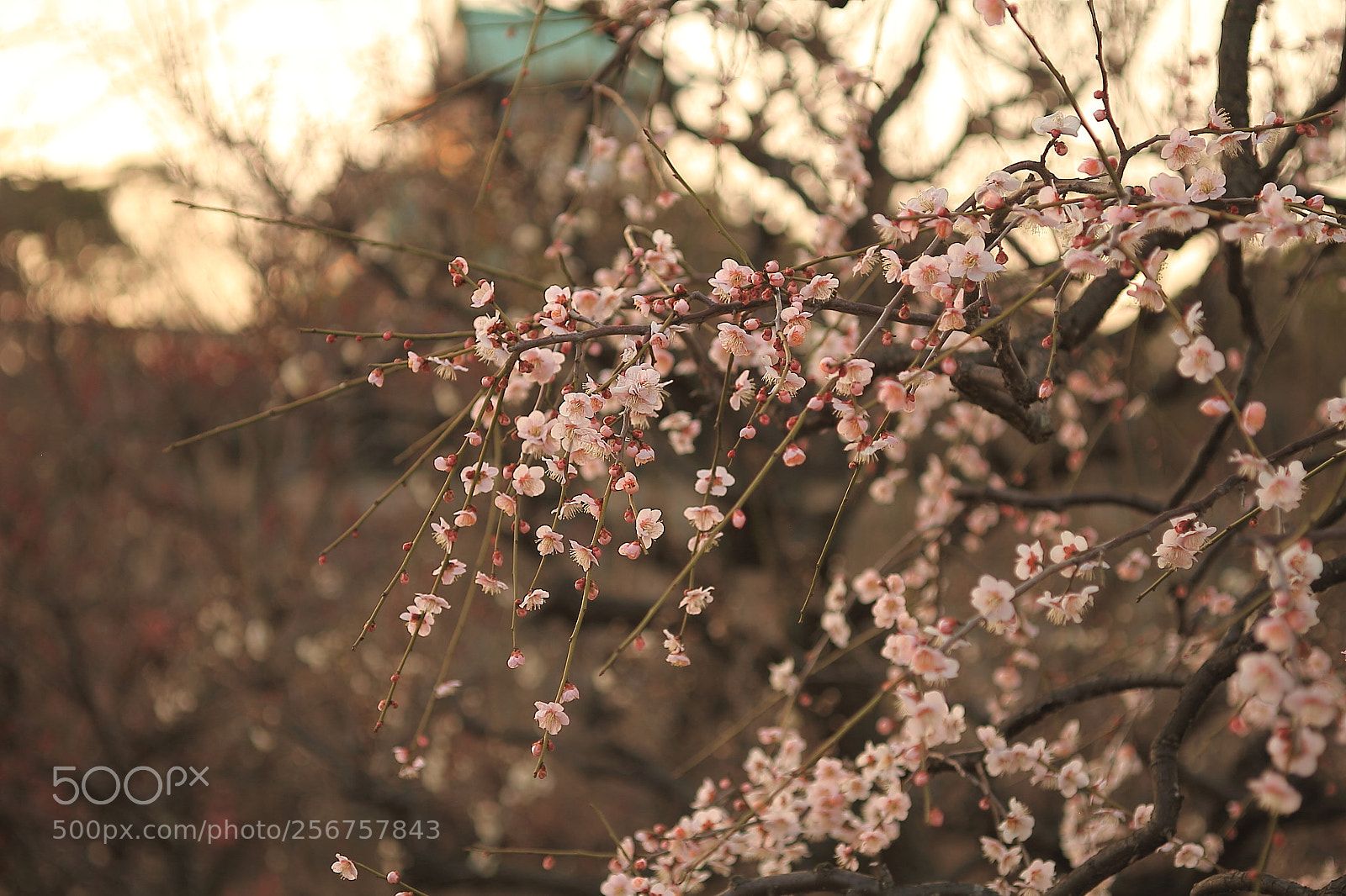 Canon EOS 7D + Canon EF 50mm F1.8 II sample photo. Osaka castle, plum tree photography