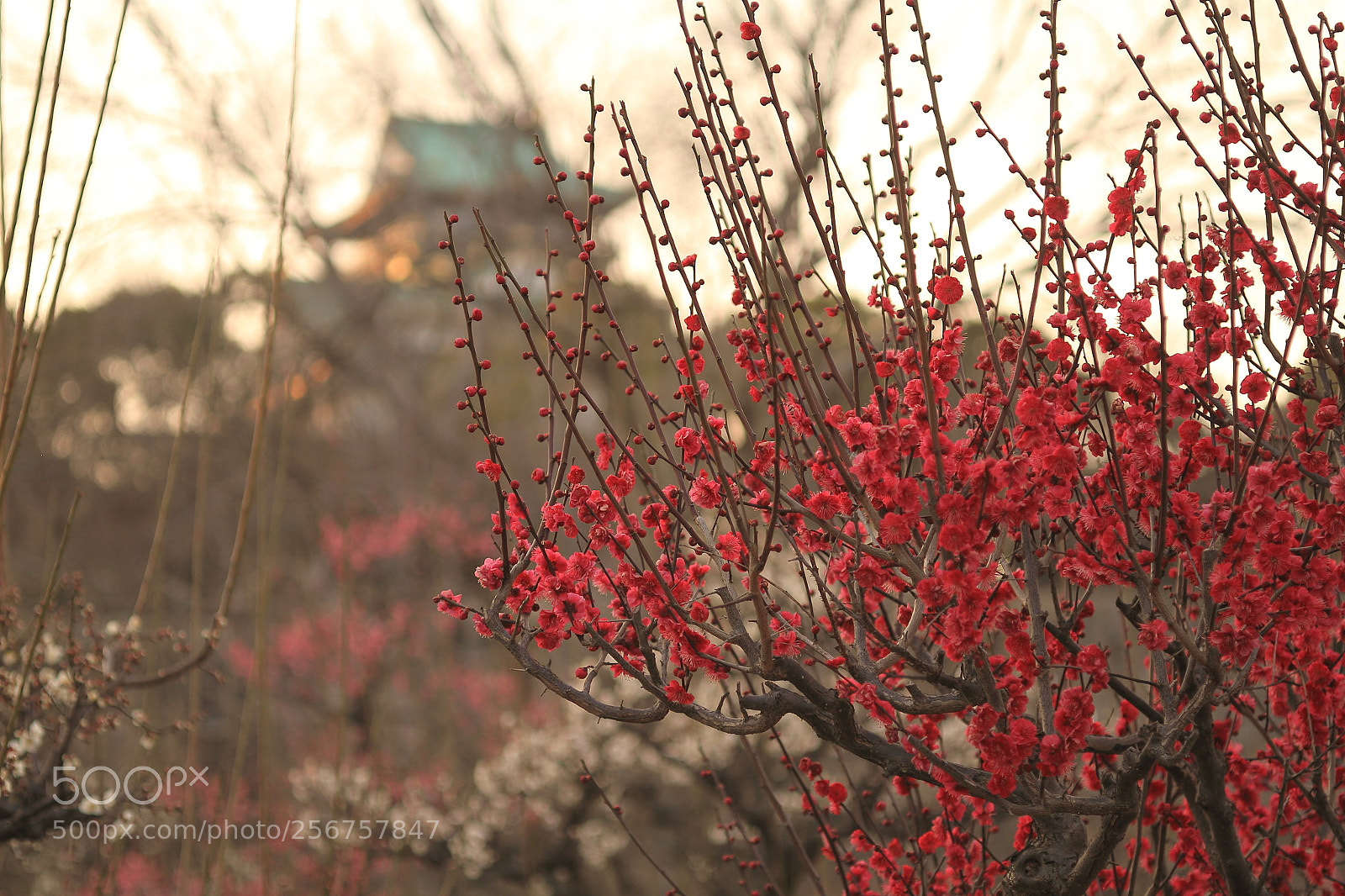 Canon EOS 7D + Canon EF 50mm F1.8 II sample photo. Osaka castle, plum tree photography