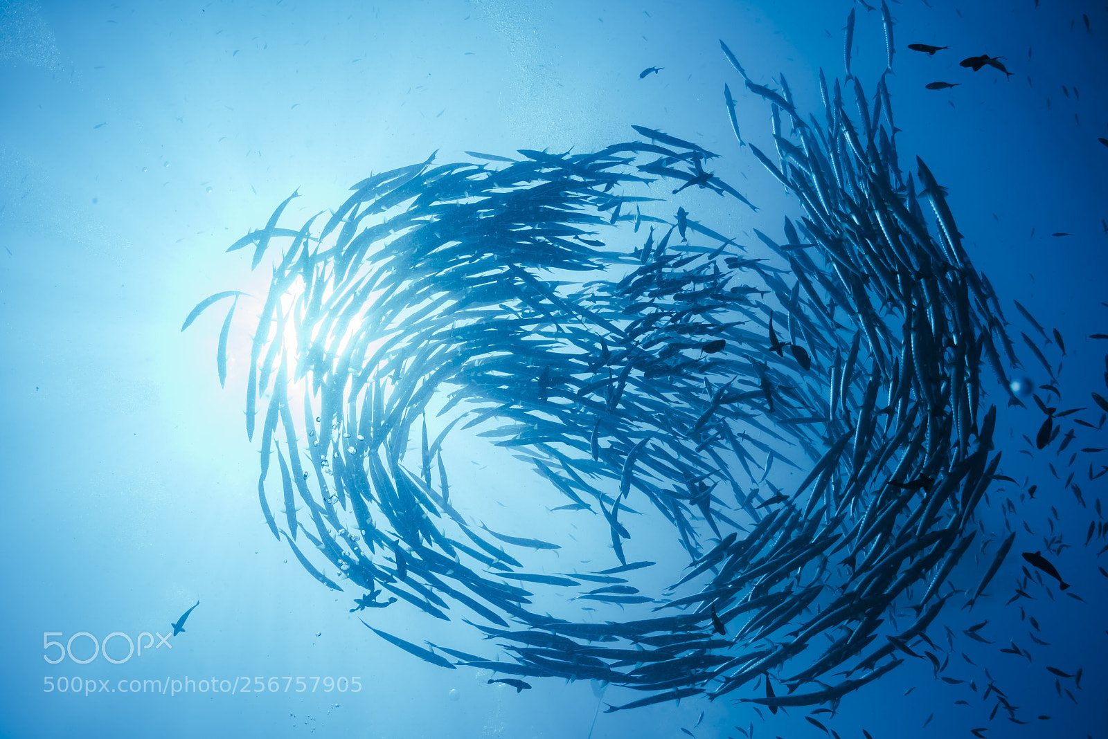 Nikon D750 sample photo. Hurricane barracuda photography
