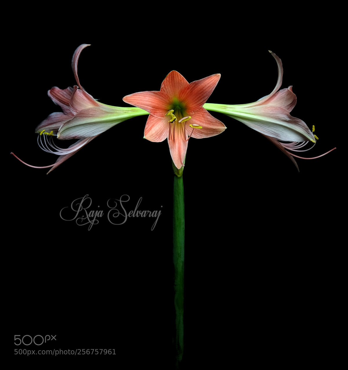 Fujifilm X-T10 sample photo. Amaryllis photography