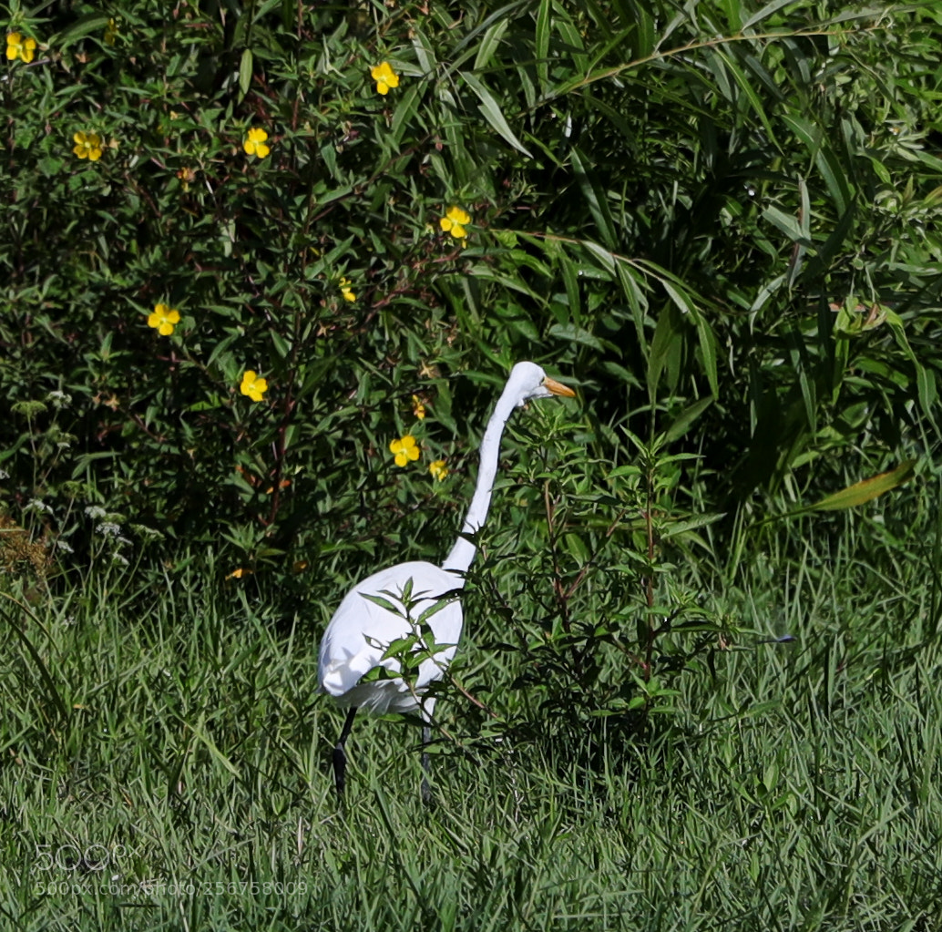 Canon EOS-1D X Mark II sample photo. 05-06-18-0016252.jpg photography