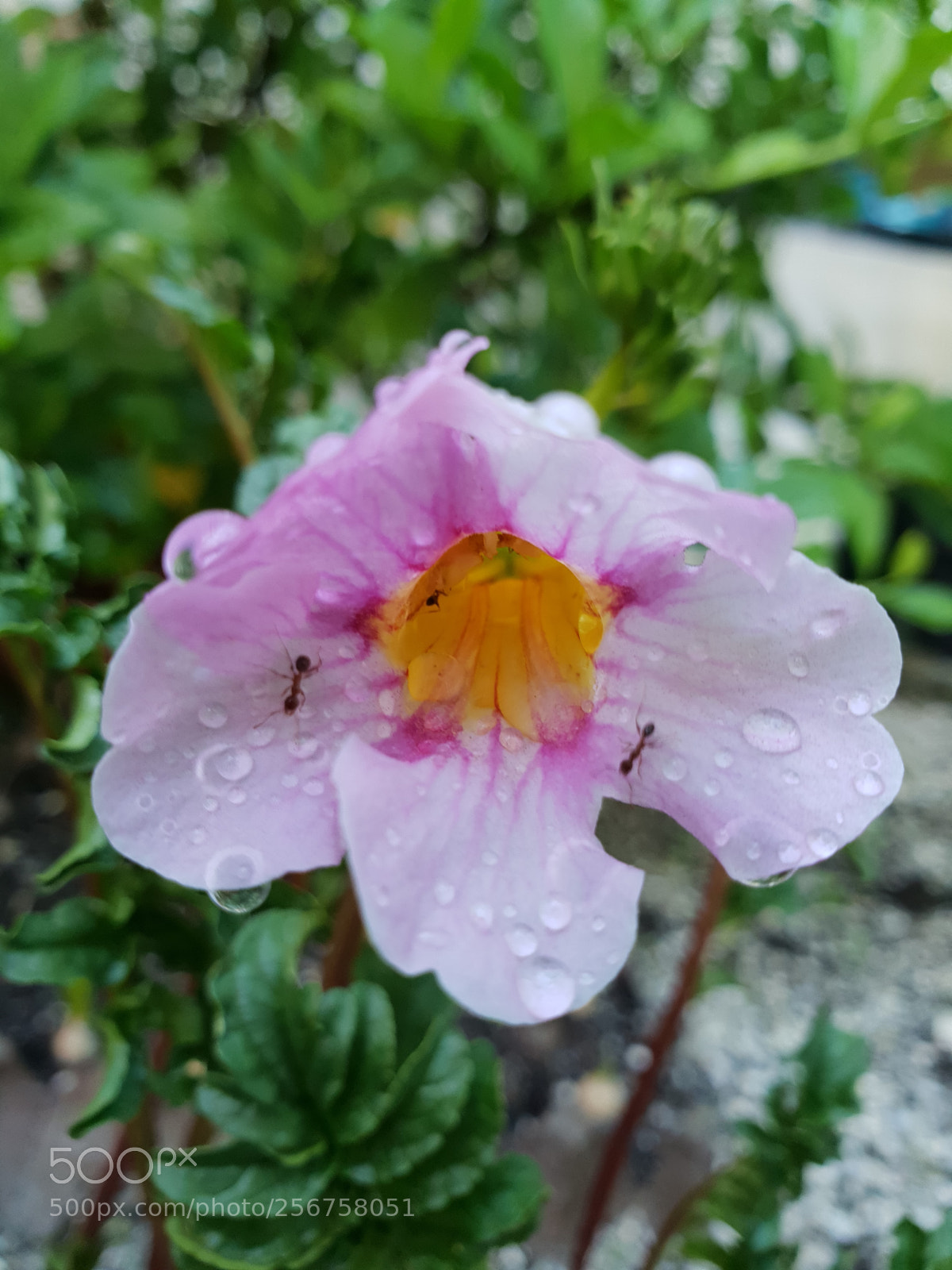 Samsung Galaxy S9+ sample photo. Untitled photography