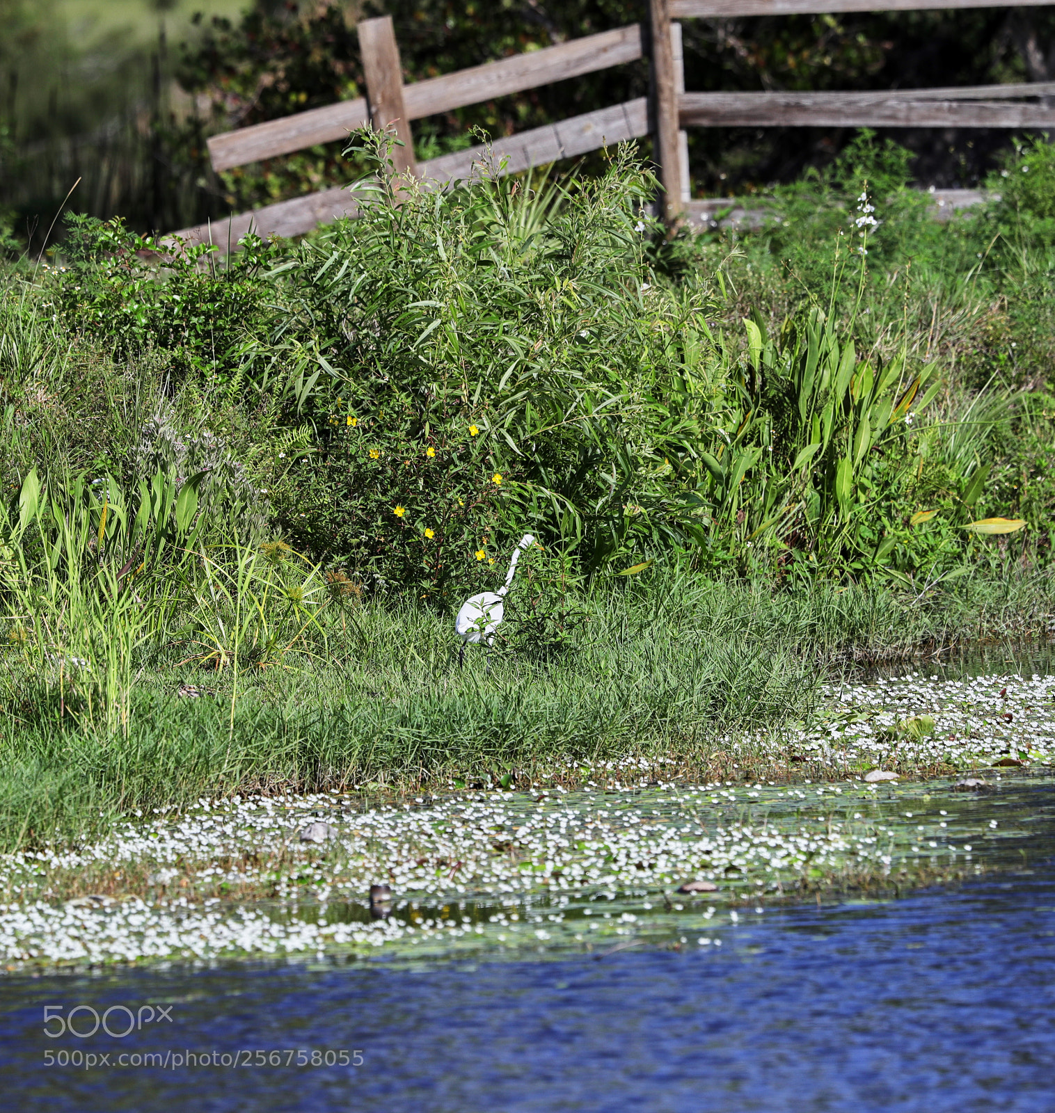 Canon EOS-1D X Mark II sample photo. 05-06-18-0016251.jpg photography