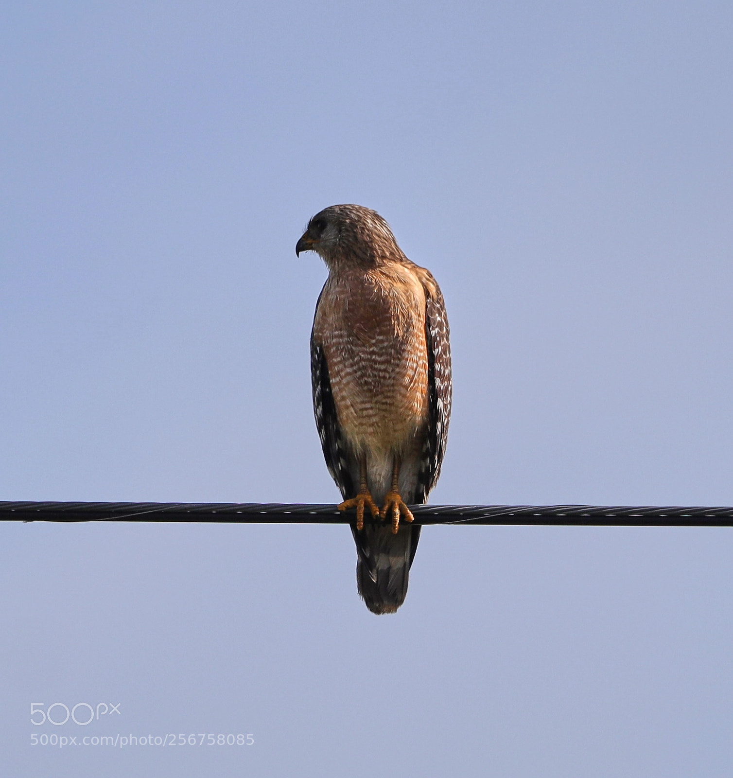 Canon EOS-1D X Mark II sample photo. 05-06-18-0016248.jpg photography