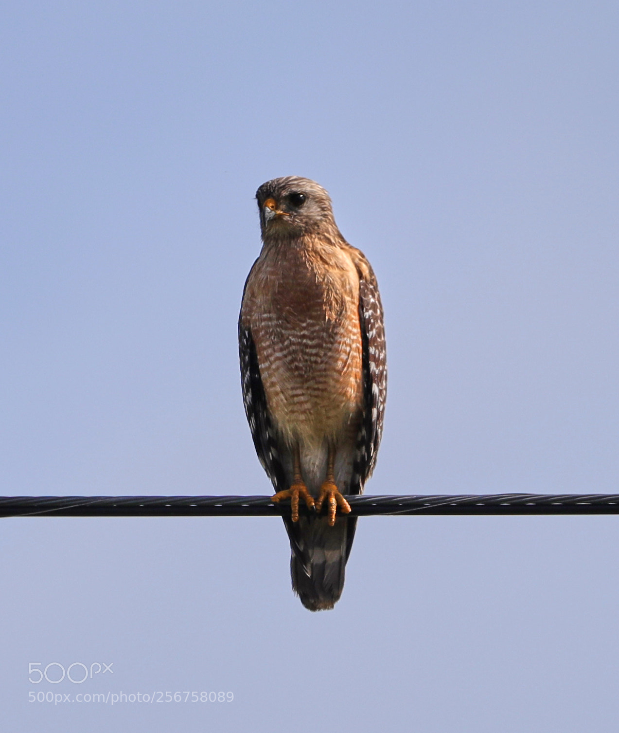 Canon EOS-1D X Mark II sample photo. 05-06-18-0016246.jpg photography