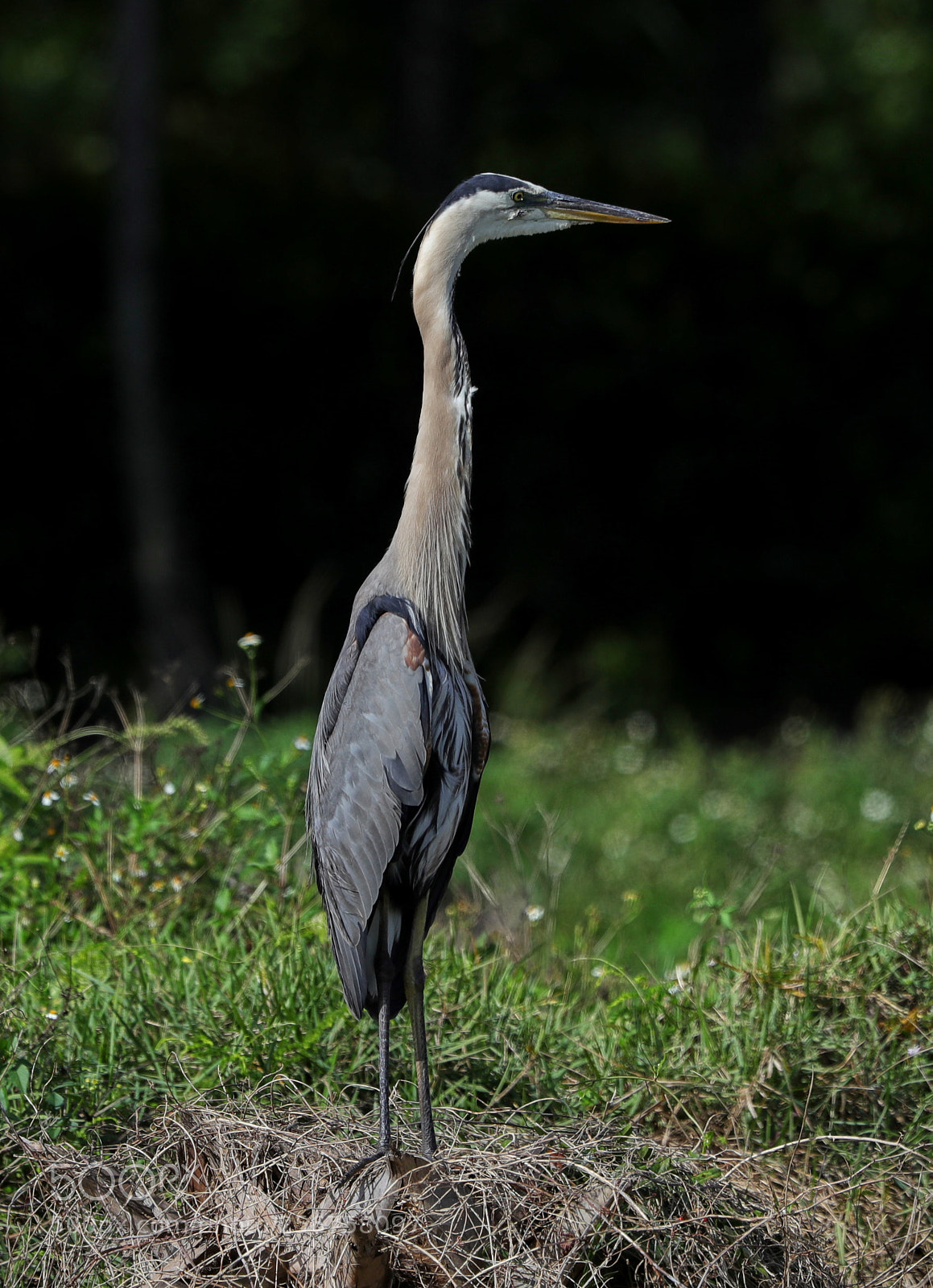 Canon EOS-1D X Mark II sample photo. 05-06-18-0016244.jpg photography