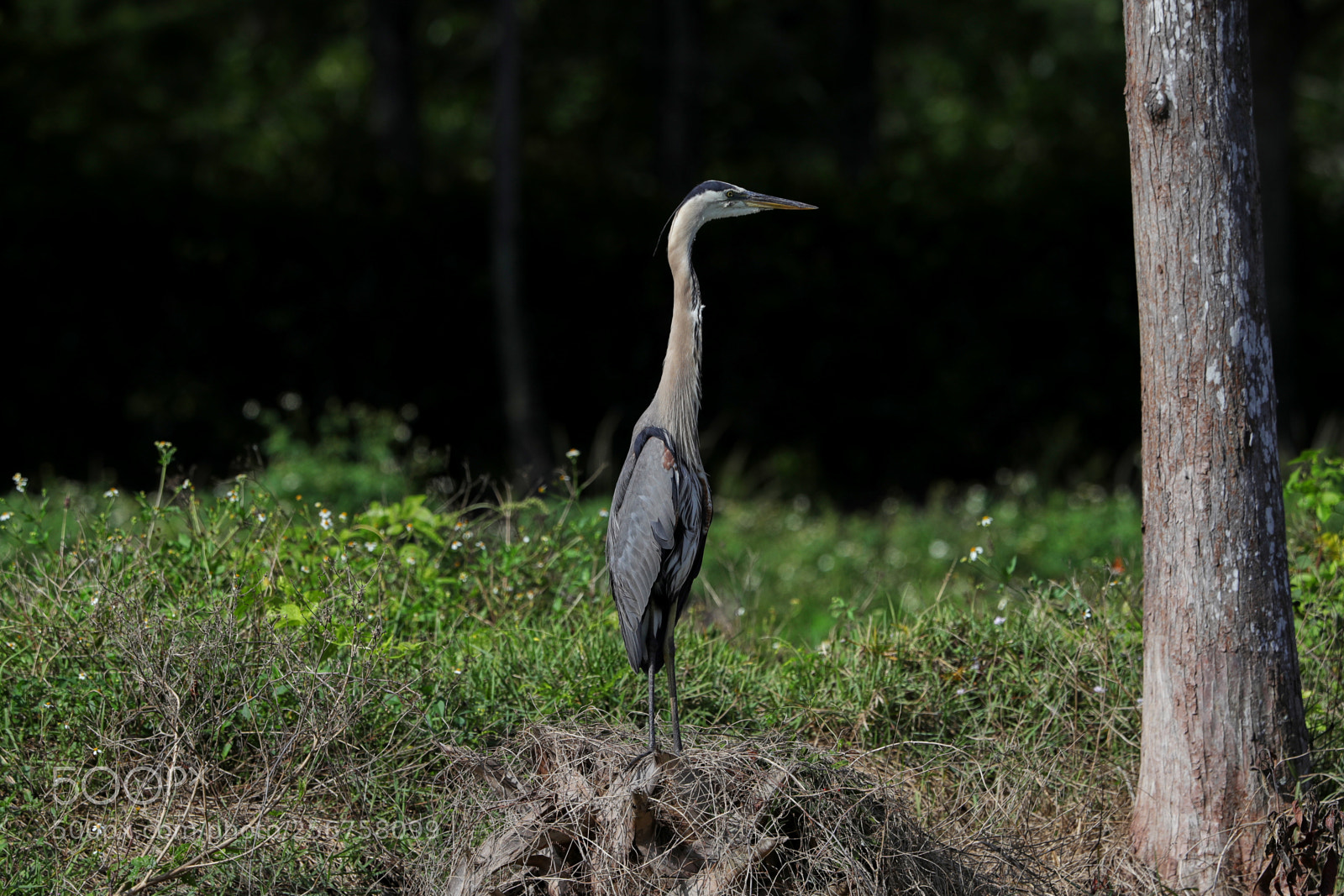 Canon EOS-1D X Mark II sample photo. 05-06-18-0016243.jpg photography