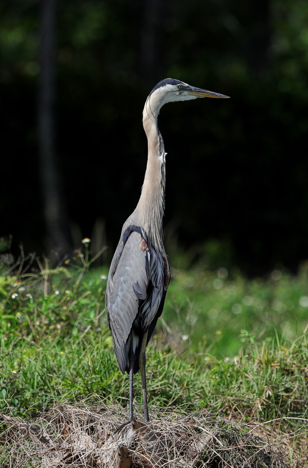 Canon EOS-1D X Mark II sample photo. 05-06-18-0016242.jpg photography