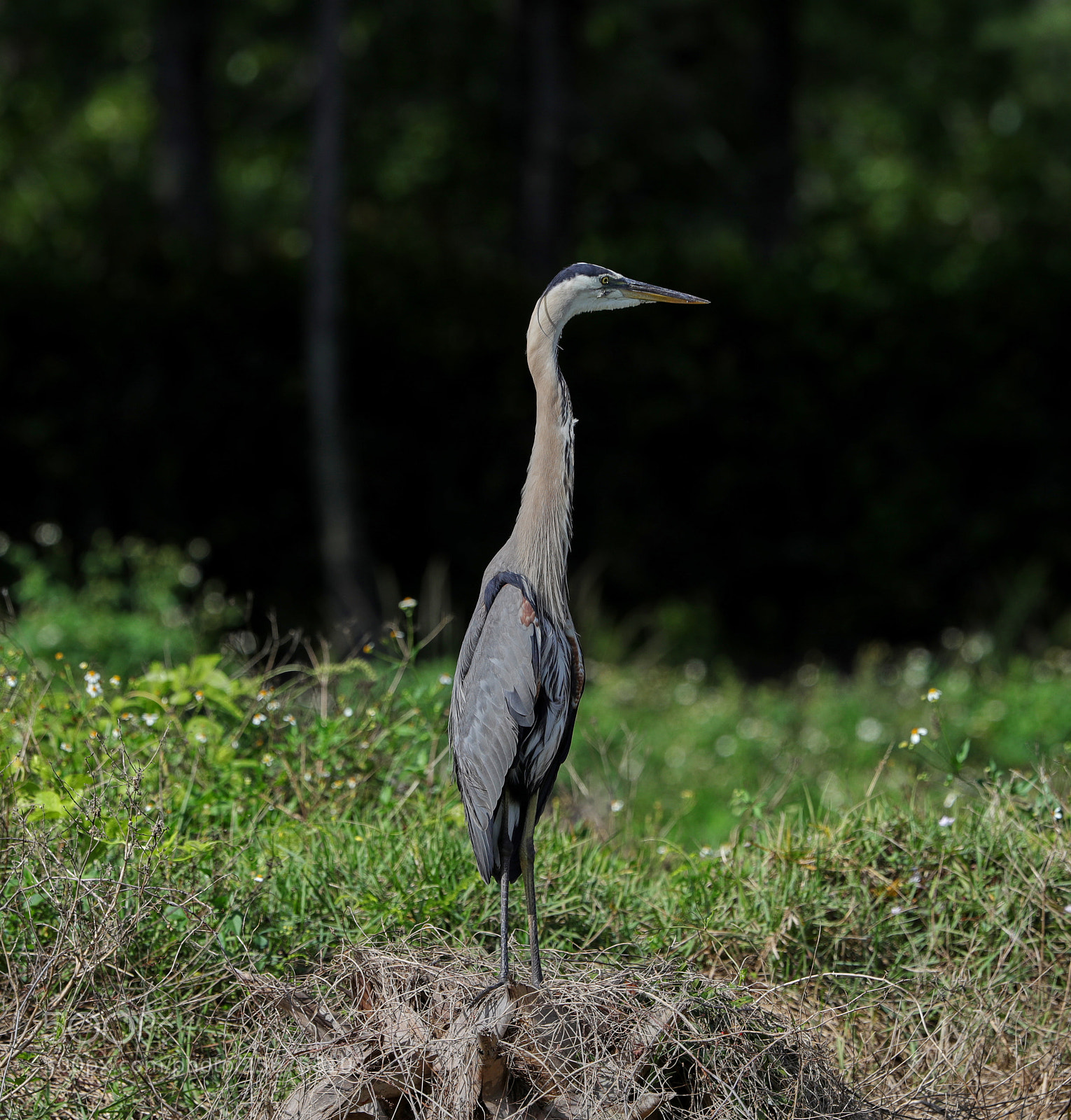 Canon EOS-1D X Mark II sample photo. 05-06-18-0016241.jpg photography