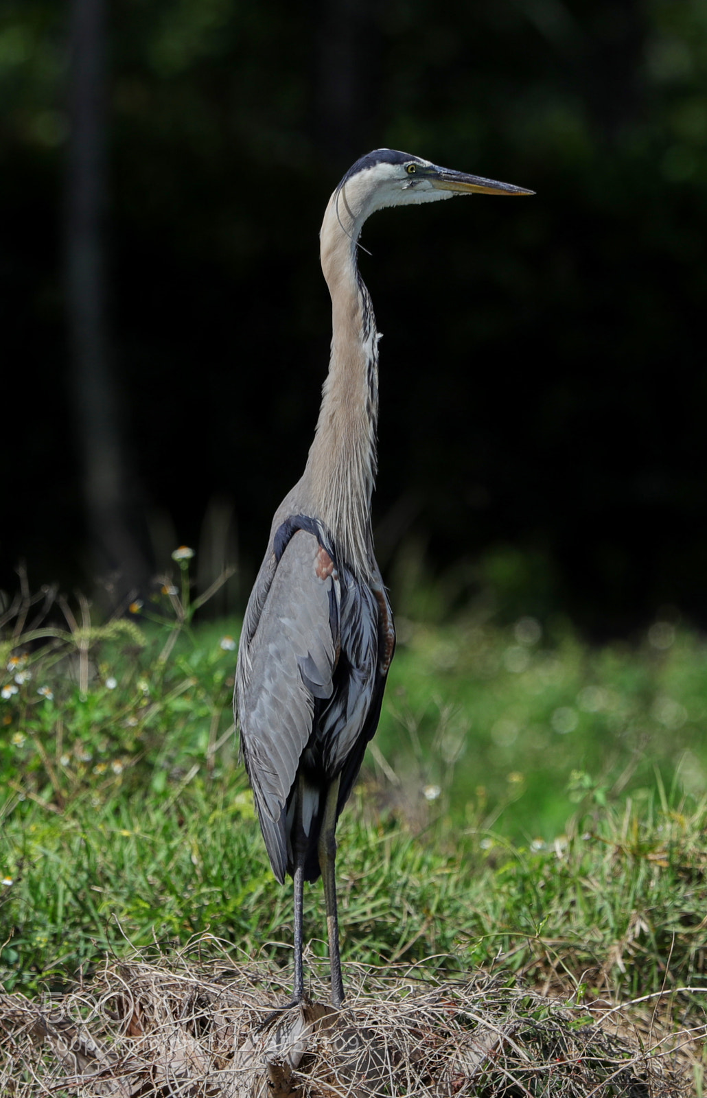 Canon EOS-1D X Mark II sample photo. 05-06-18-0016240.jpg photography