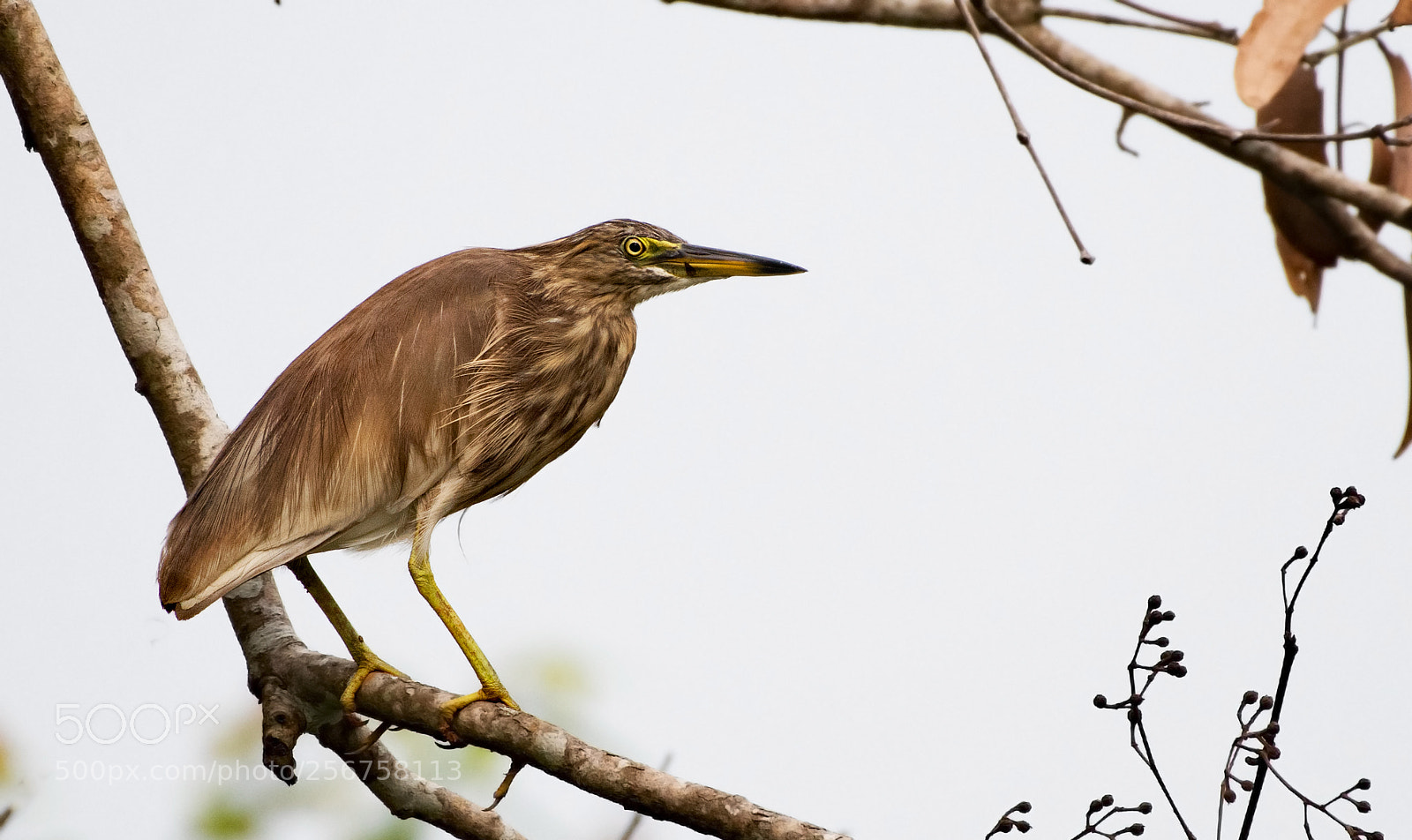 Nikon D500 sample photo. Indian pond heron photography