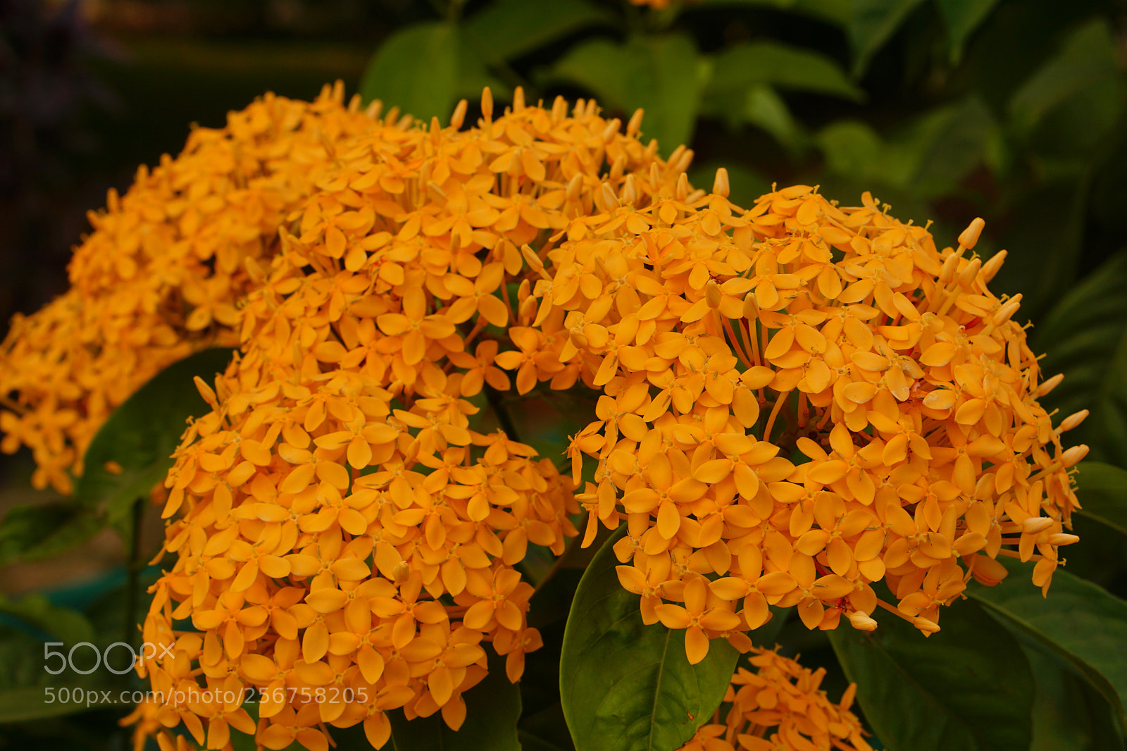 Sony a6000 sample photo. Ixora photography