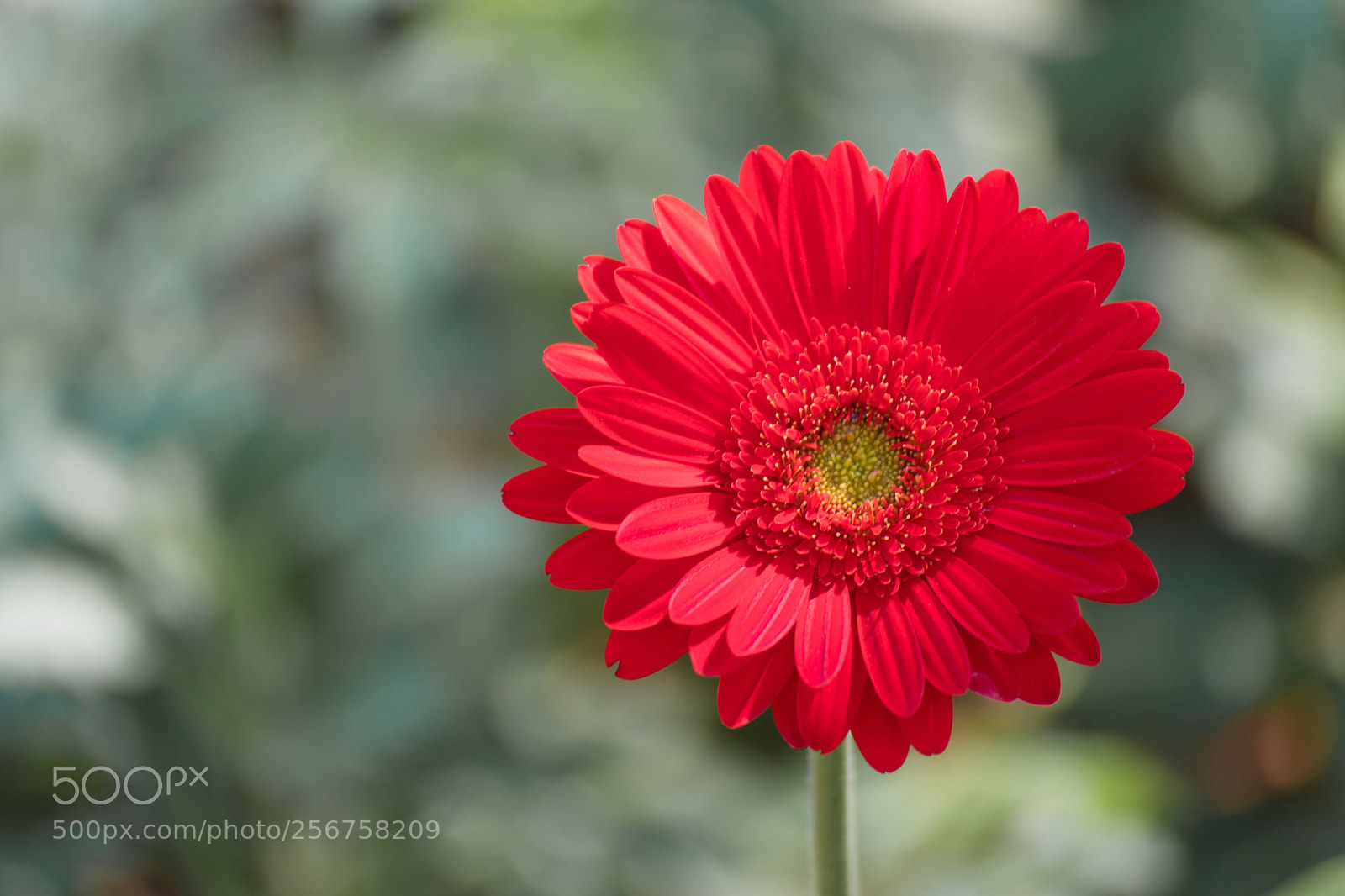 Canon EOS 6D Mark II sample photo. Closeup beautiful red gerbera photography