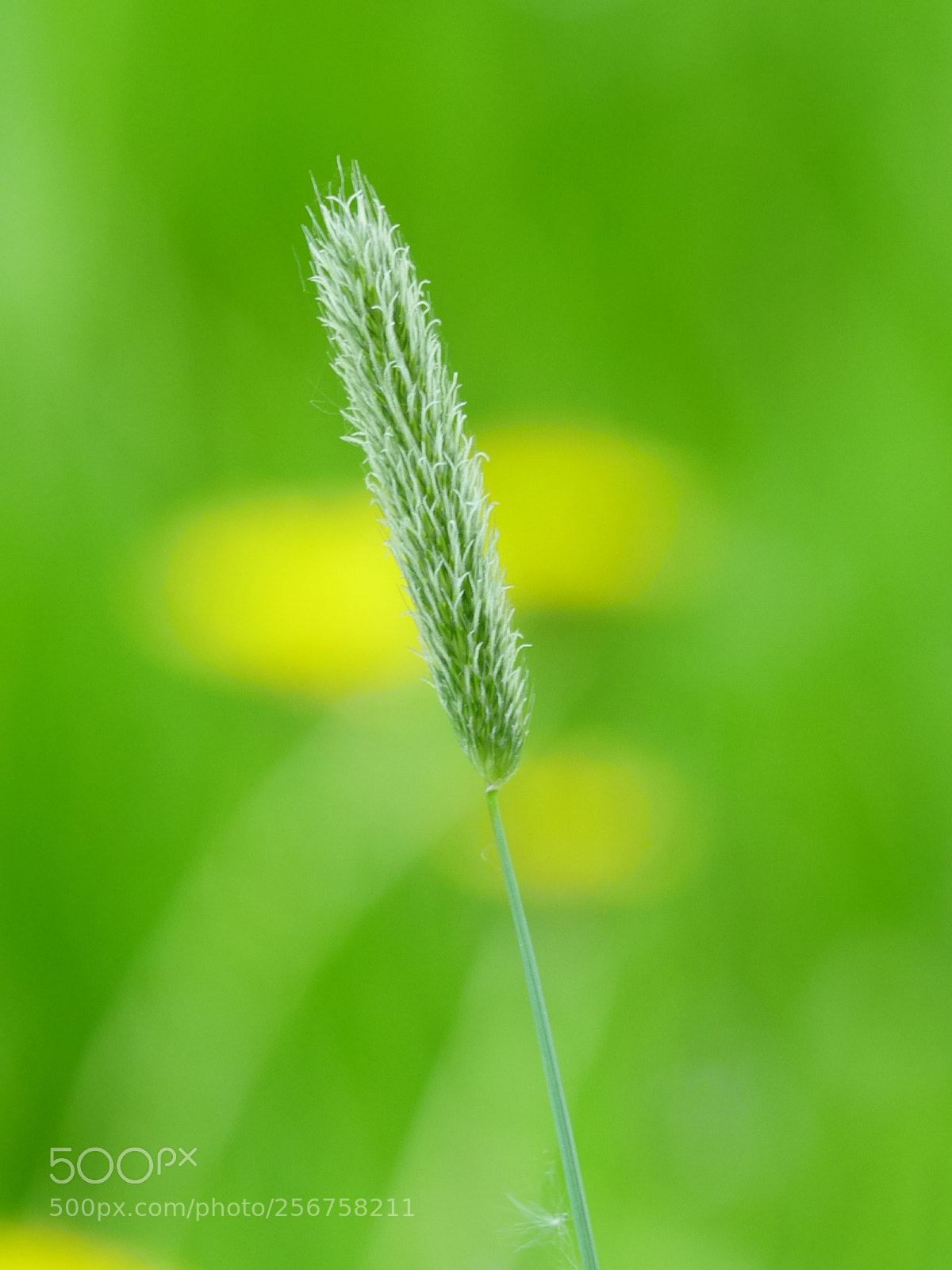 Panasonic Lumix DMC-GX8 sample photo. Wild flora photography