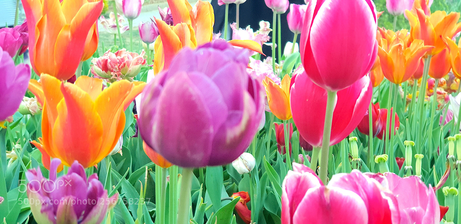 Samsung Galaxy S9+ sample photo. 20180422_192053.jpg photography