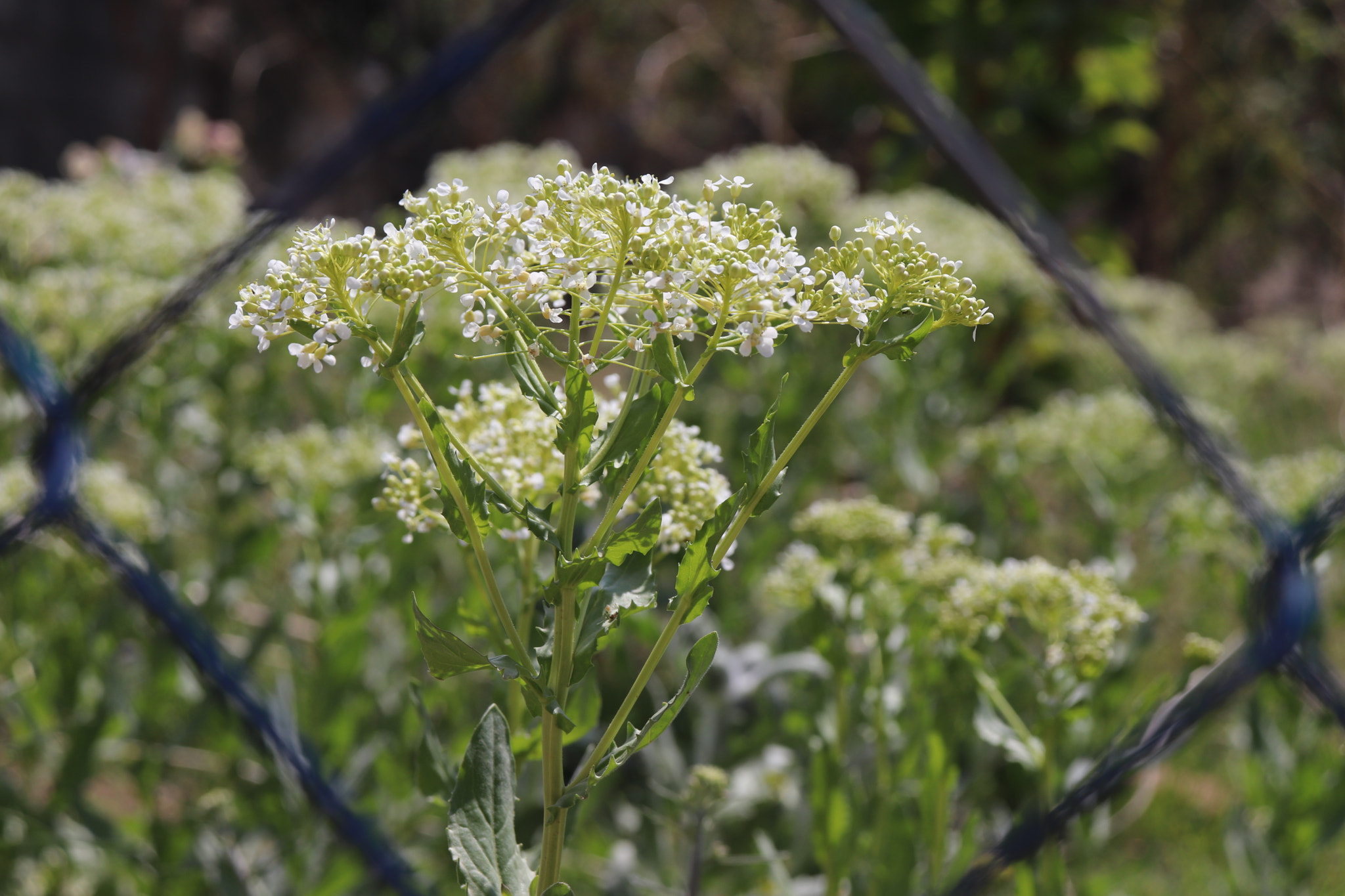 Canon EOS 77D (EOS 9000D / EOS 770D) sample photo. Img photography
