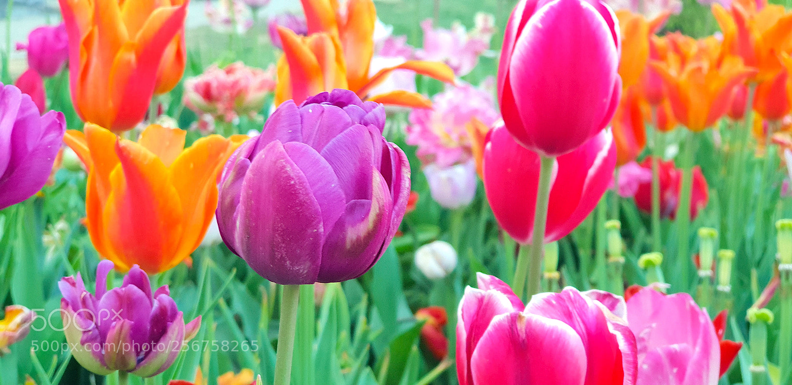 Samsung Galaxy S9+ sample photo. 20180422_192057.jpg photography