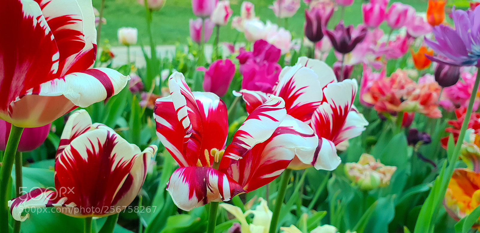 Samsung Galaxy S9+ sample photo. 20180422_192149.jpg photography