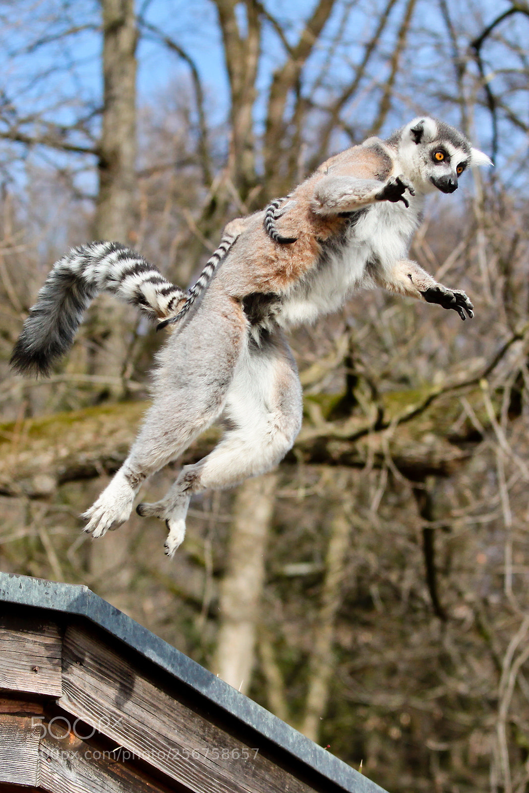Canon EOS 50D sample photo. Learn to fly photography
