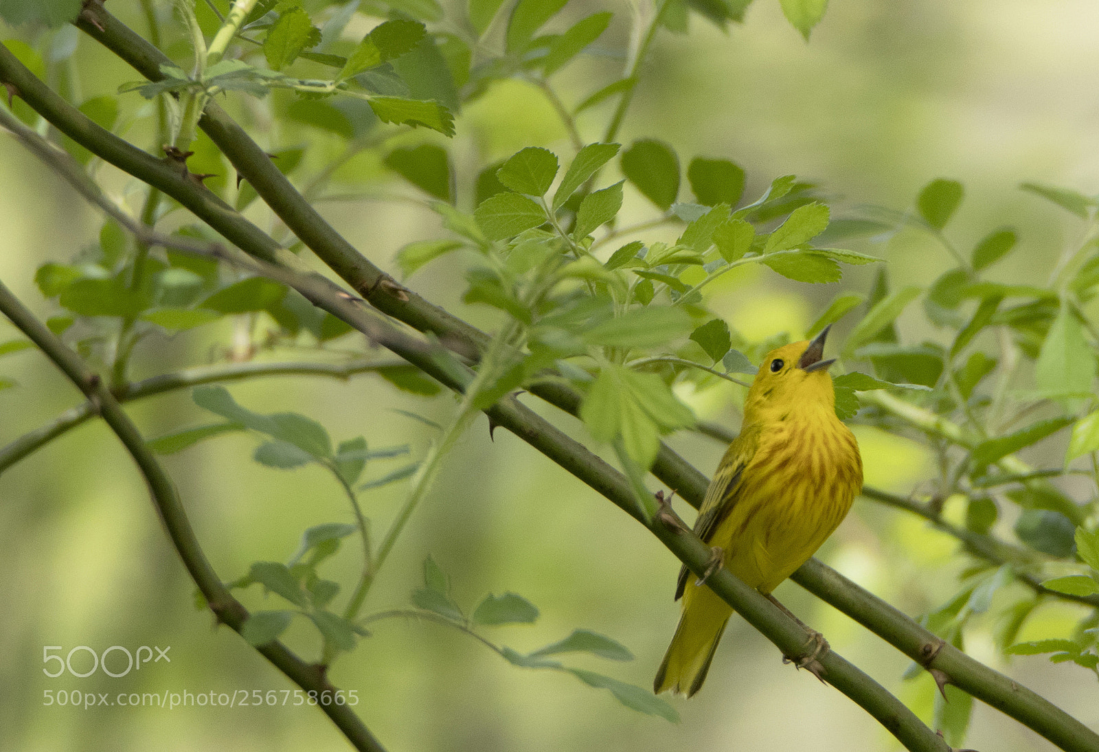 Canon EOS 80D sample photo. Yellow warbler singing photography