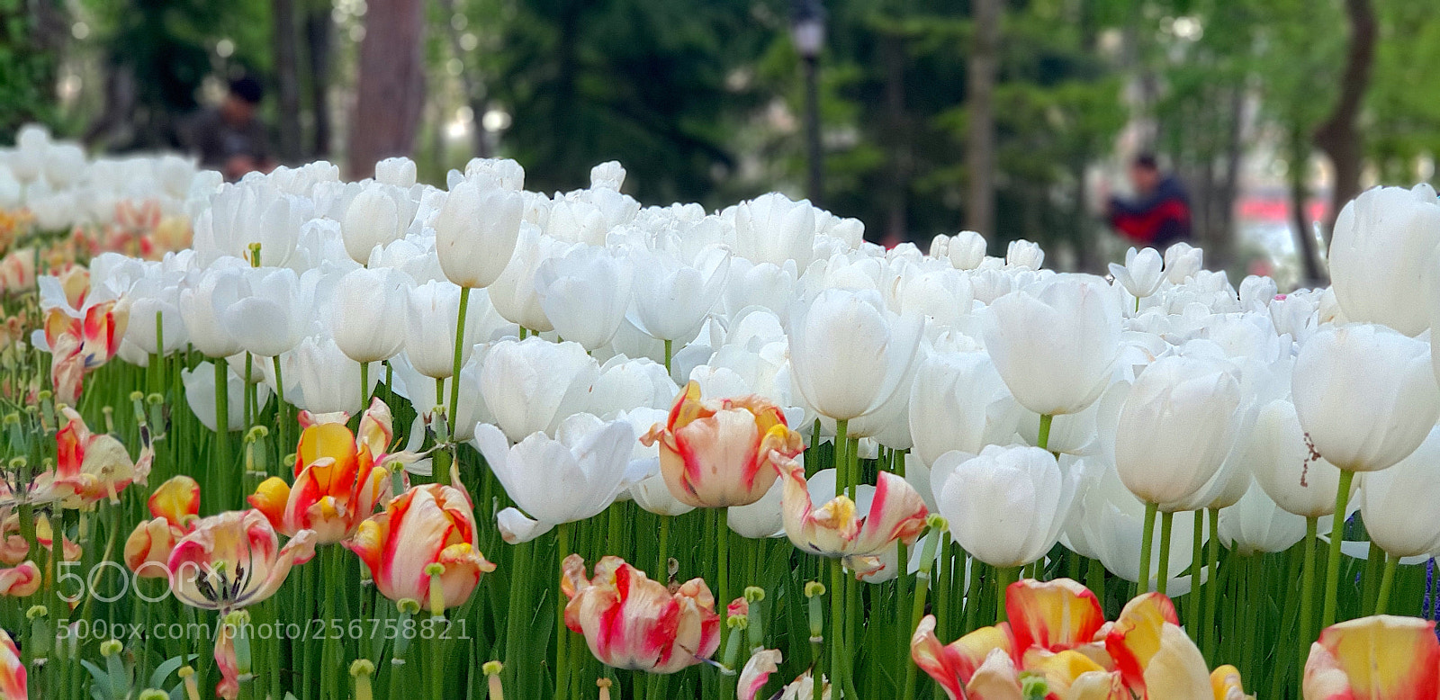 Samsung Galaxy S9+ sample photo. 20180422_193810.jpg photography