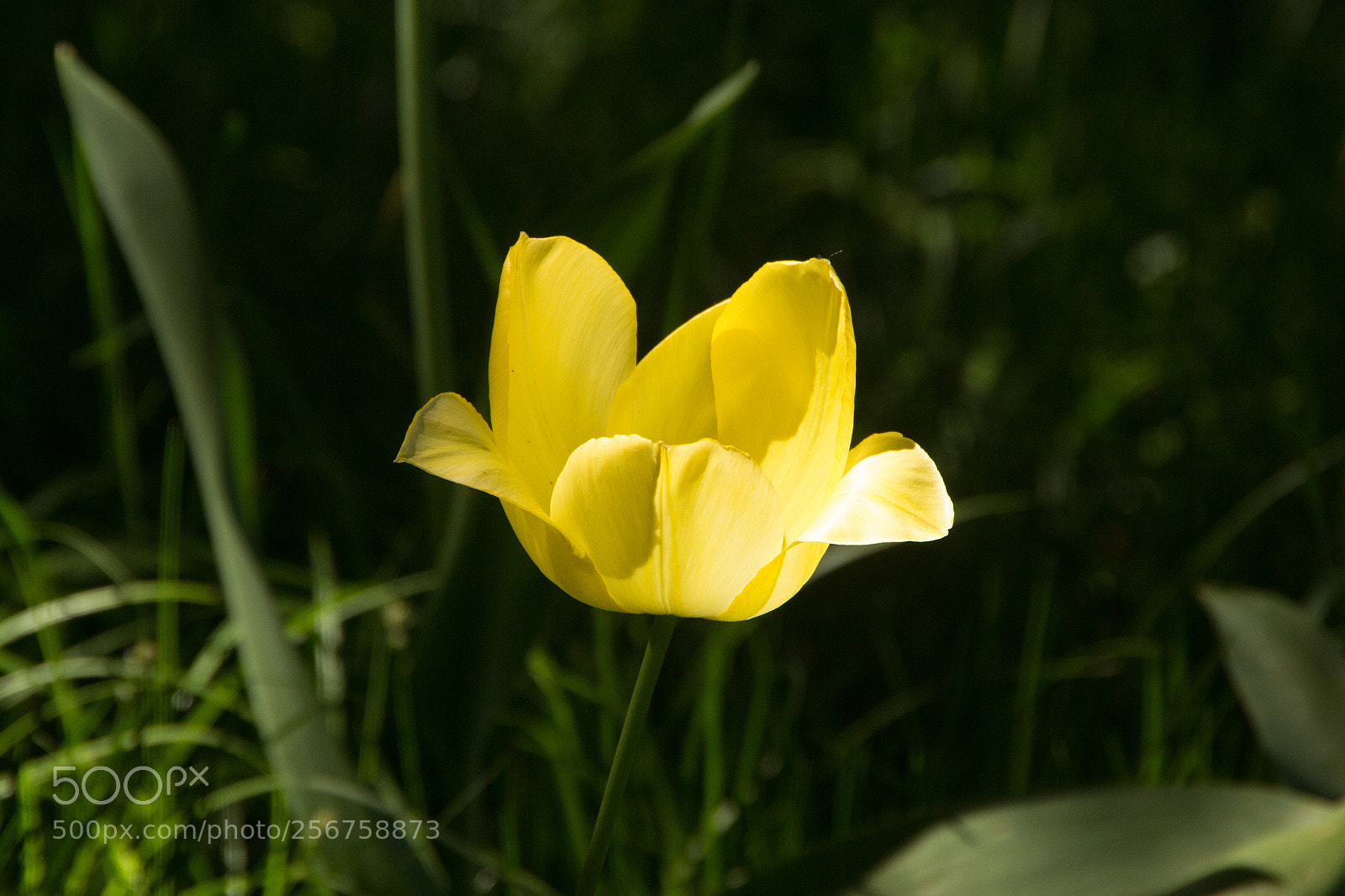 Canon EOS 60D sample photo. Simple flower photography
