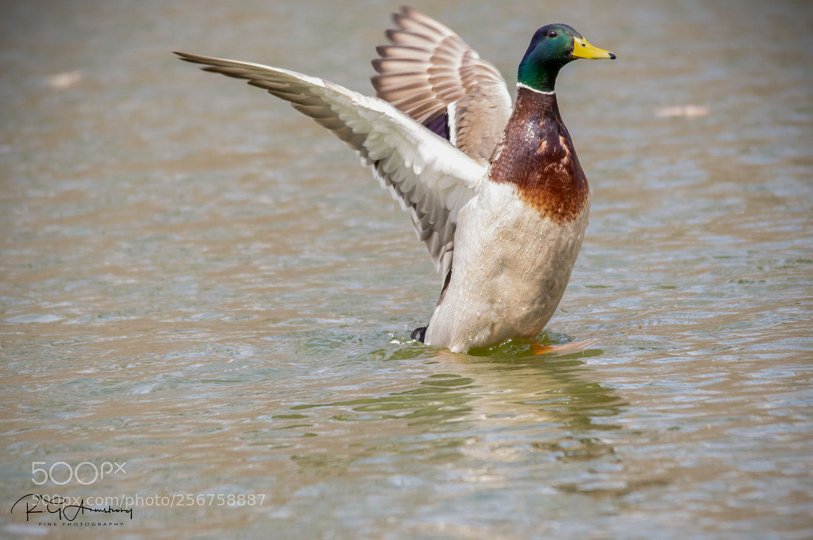 Pentax K-3 II sample photo. Poised for display photography