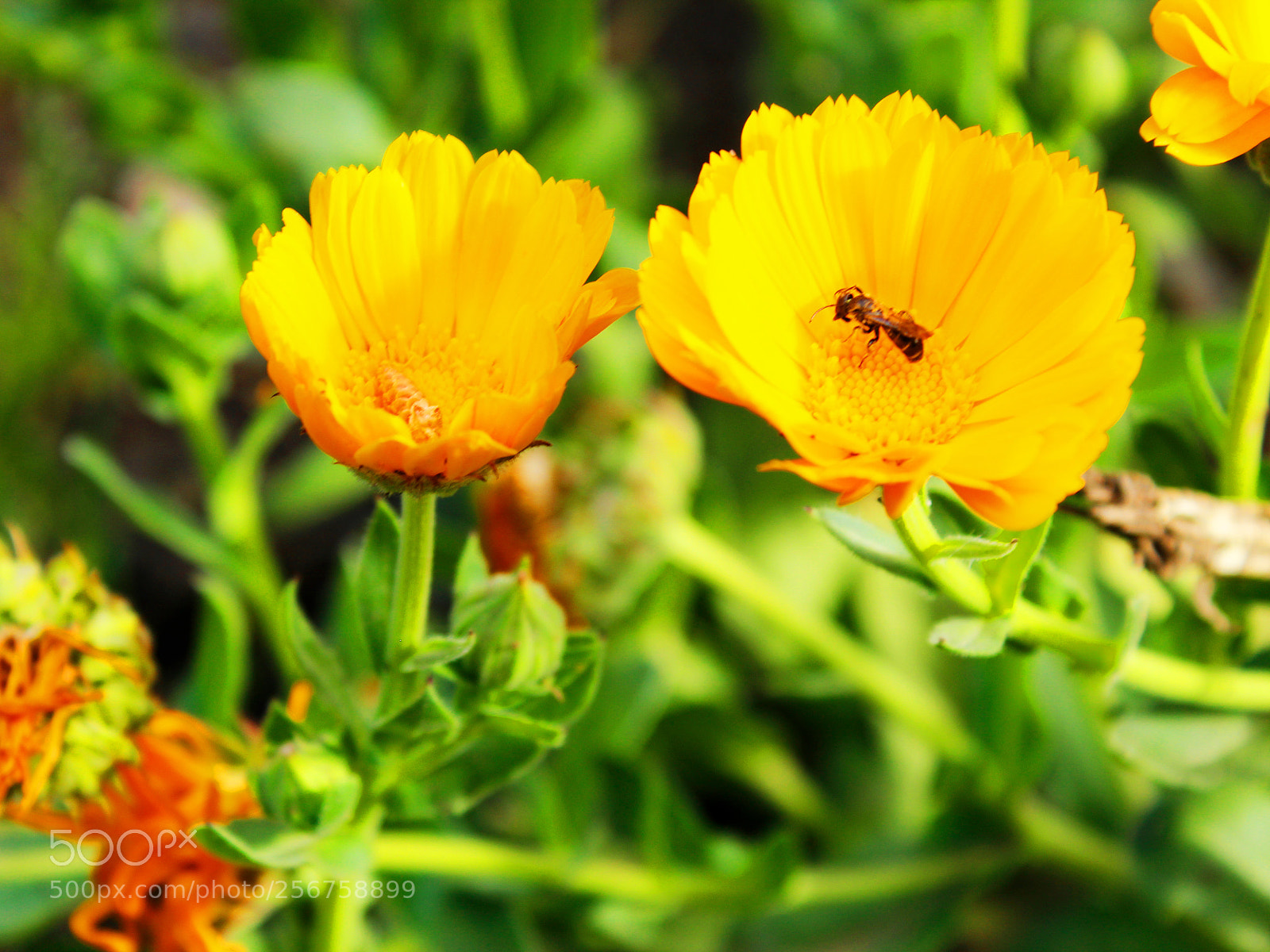 Canon EOS 1200D (EOS Rebel T5 / EOS Kiss X70 / EOS Hi) sample photo. Mg photography