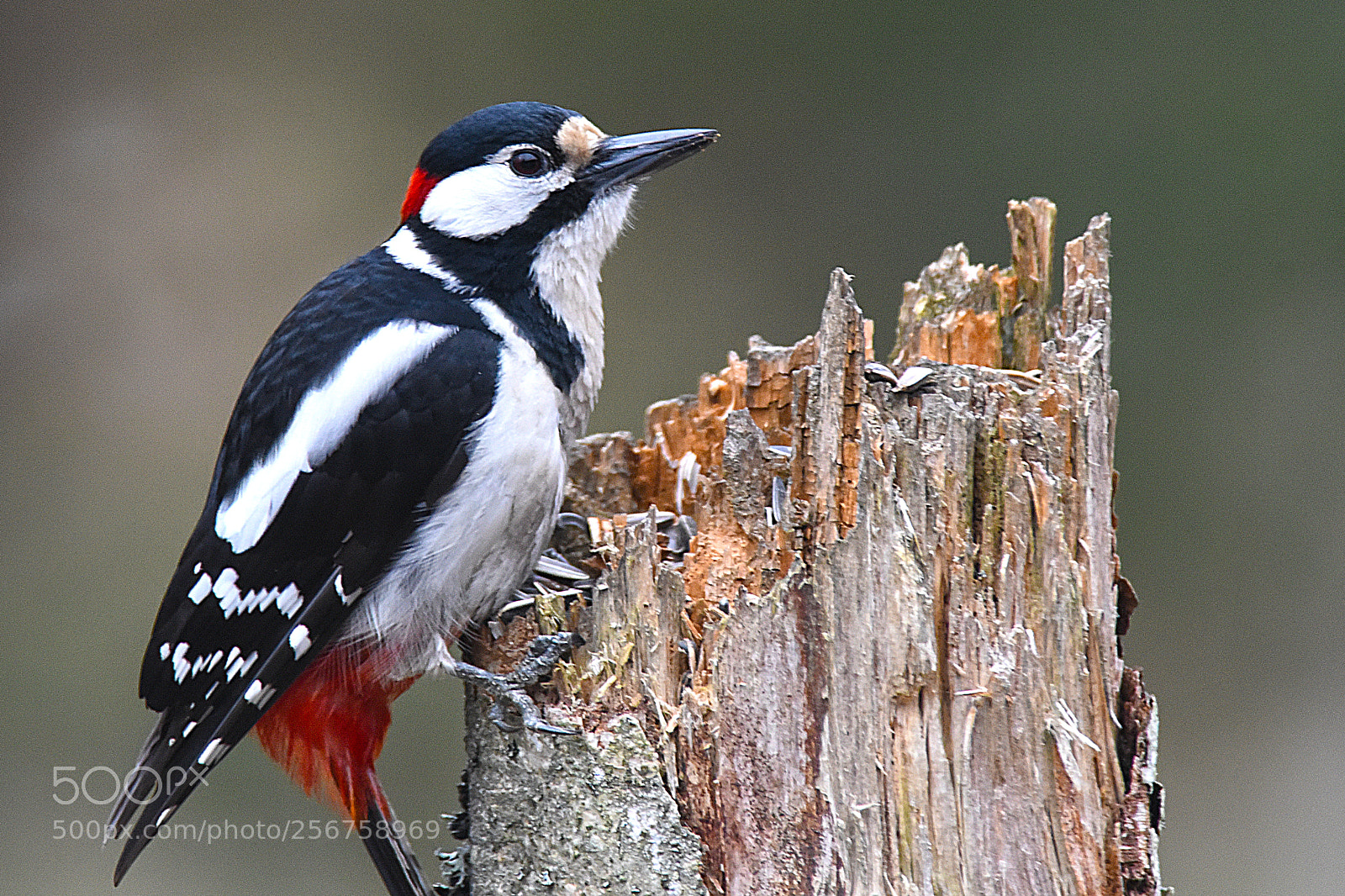 Nikon D750 sample photo. Great spotted woodpecker photography