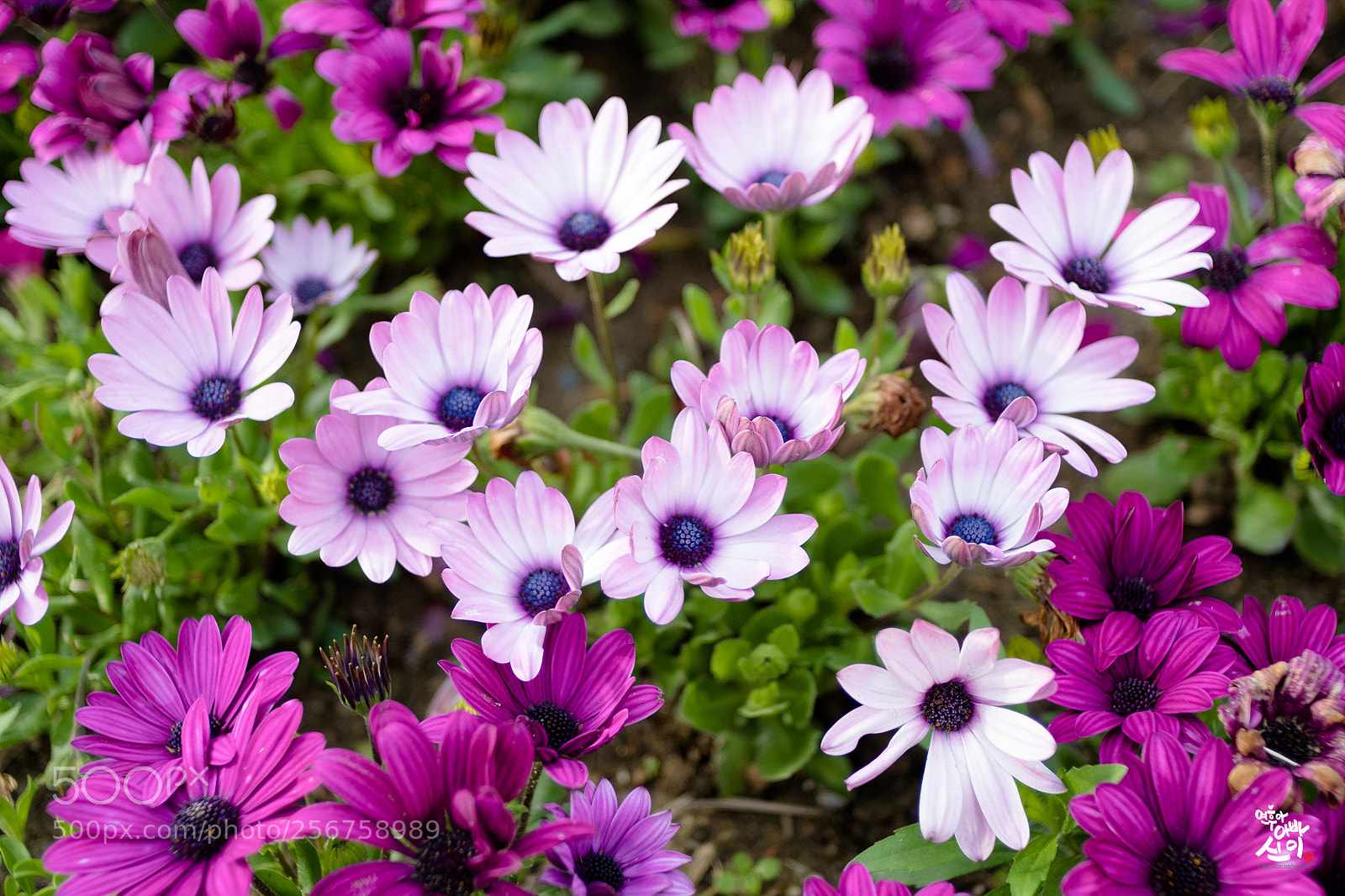 Fujifilm X-T2 sample photo. Osteospermum photography