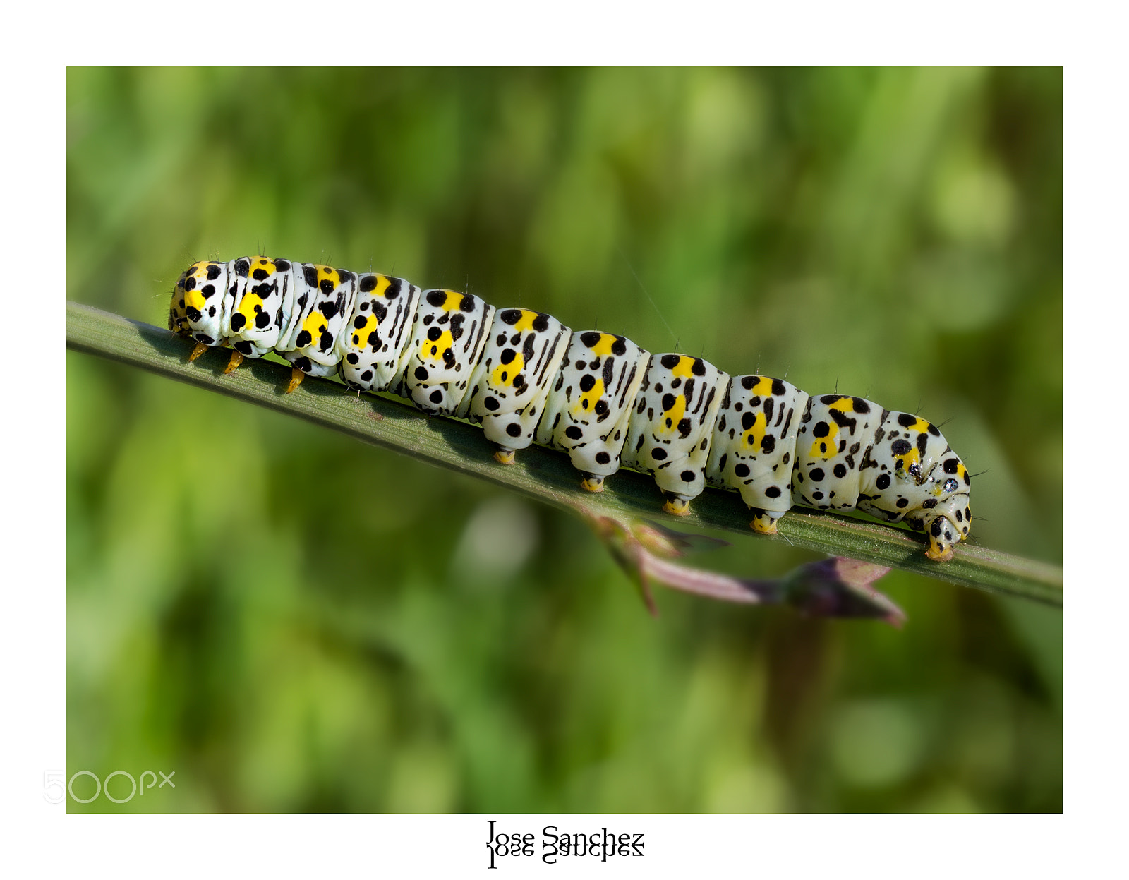 Olympus OM-D E-M10 II sample photo. Cucullia scrophulariae photography