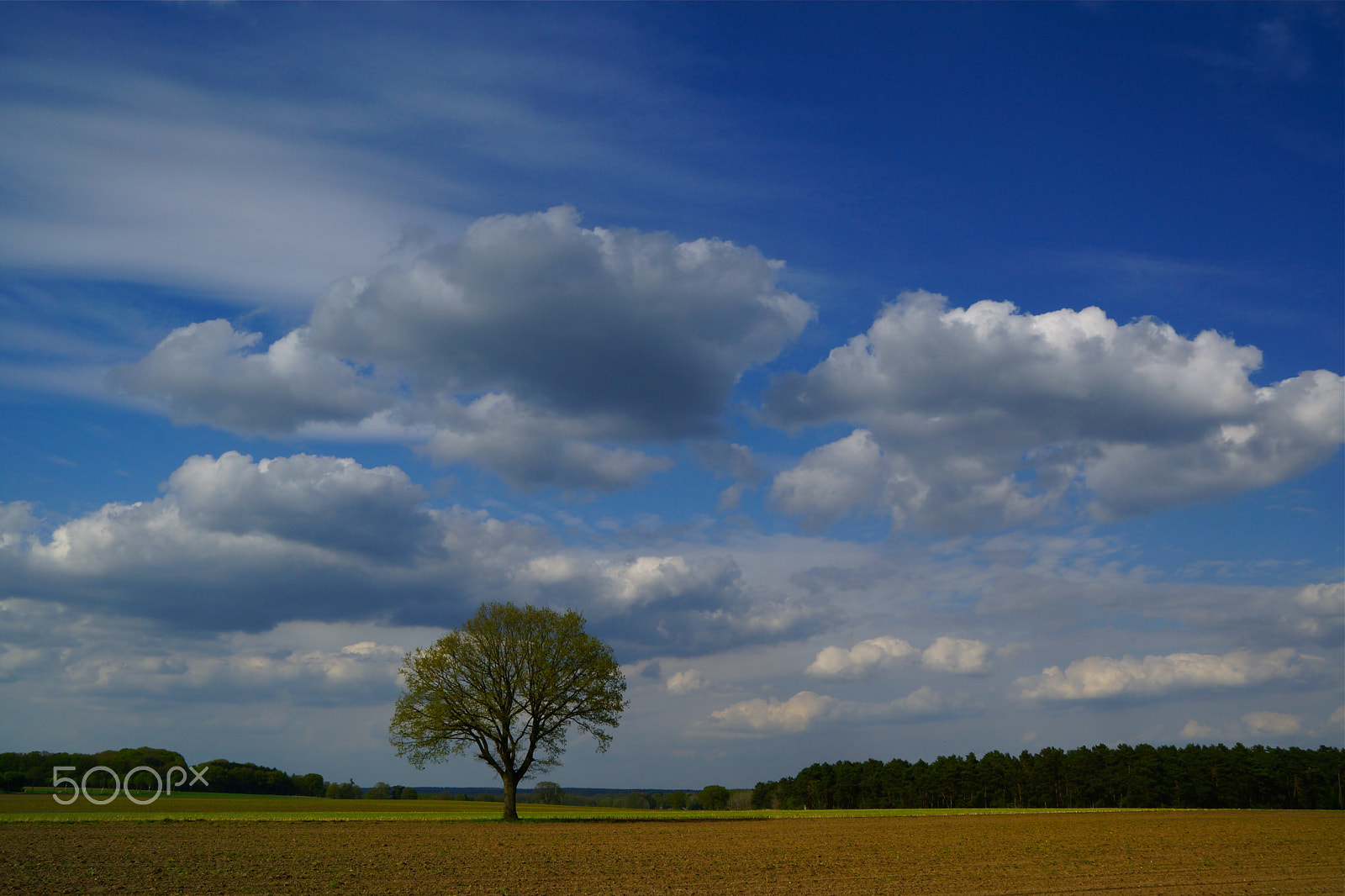 Sony SLT-A65 (SLT-A65V) sample photo. Springtime/frühlingszeit in todshorn, germany photography