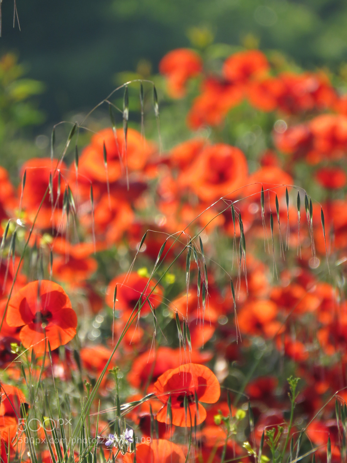 Canon PowerShot SX60 HS sample photo. Awakening poppies under the photography