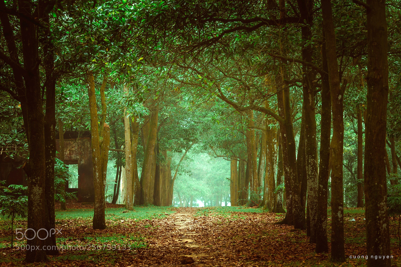 Canon EOS 6D sample photo. Lime forest photography