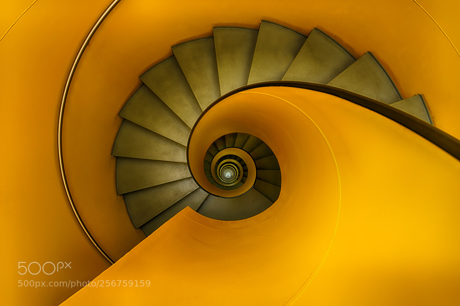 Nikon D850 sample photo. Golden eye photography