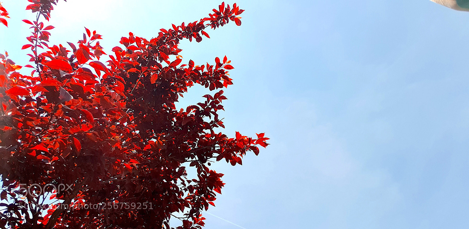 Samsung Galaxy S9+ sample photo. 20180425_124628.jpg photography